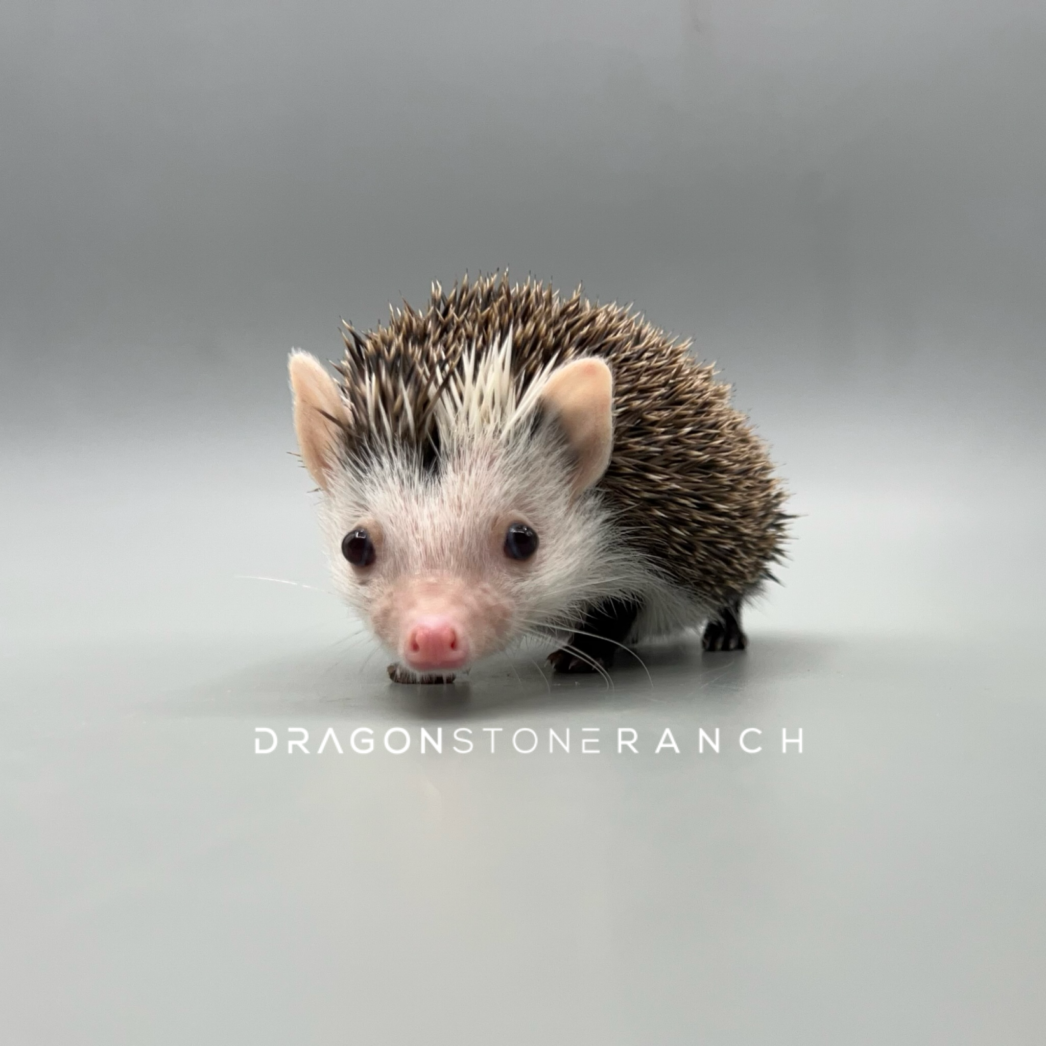 17C2629C-8D07-4024-B1FE-21CEB269FC16.png
