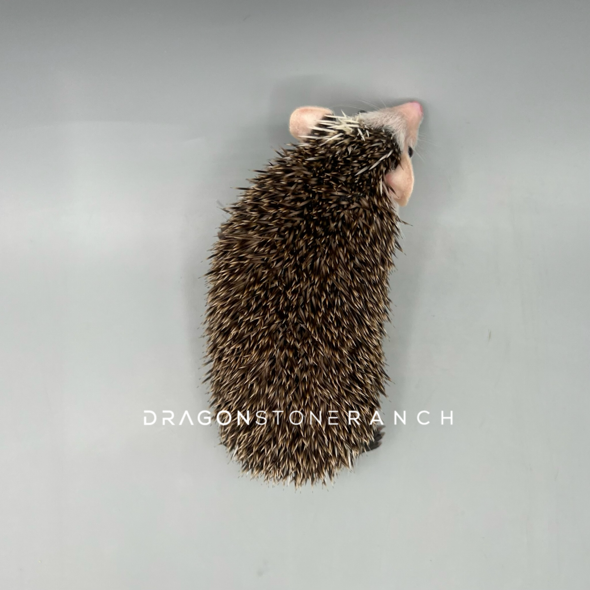 60D34FF9-B317-4EC8-8467-3461E7194FE3.png