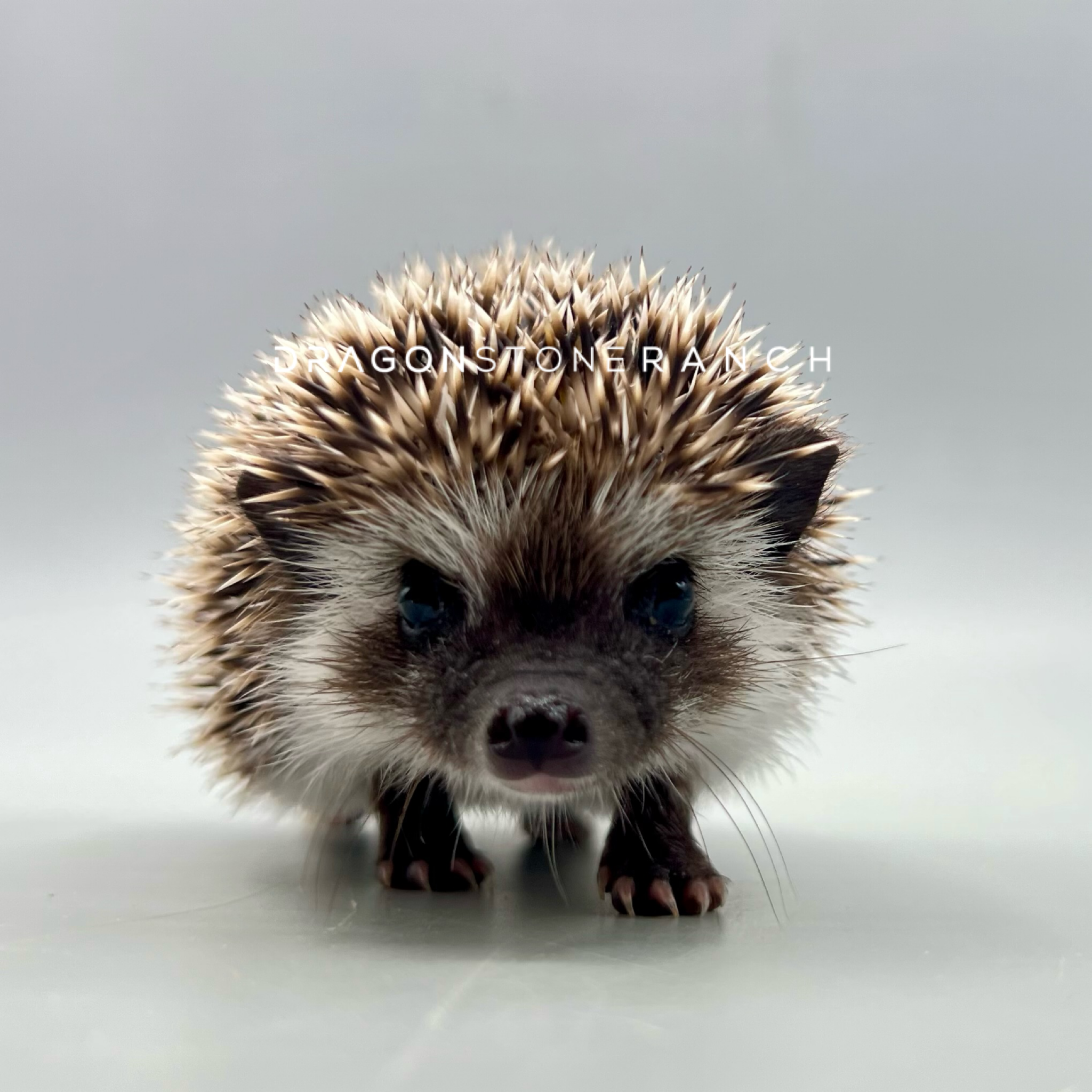 87C0A8AB-B9A4-4C7B-A3B4-D125A885C8EF.png