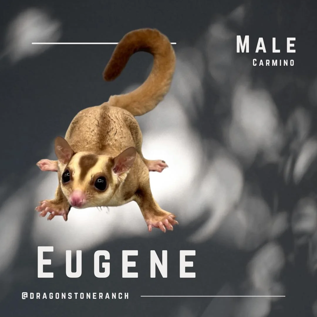 B2G1 — Sugar Glider Trio, our BIGGEST DEAL EVER!!! 🐾✨
If you know sugar gliders, you know they’re happiest with a few partners-in-crime. We love seeing our little flyers thrive in trios — more company means more play, better bondi