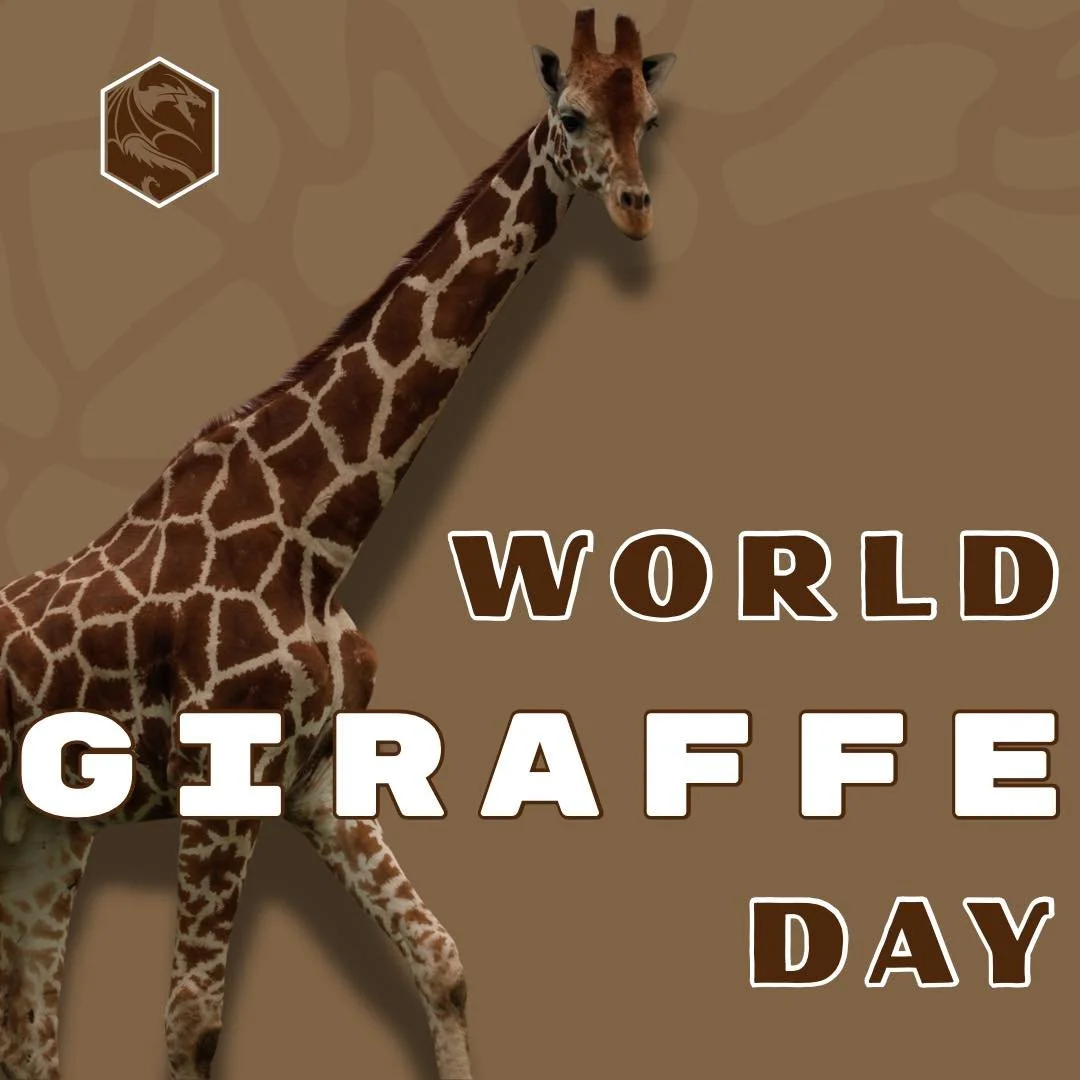 It’s World Giraffe Day: Let’s Grow a Greener Future, One Branch at a Time! 🌍🦒
Today, we celebrate the towering icons of the savanna — and the beloved heartbeat of our ranch — George, Yoshi, Peach, Kirby, and Zelda.
At Drag