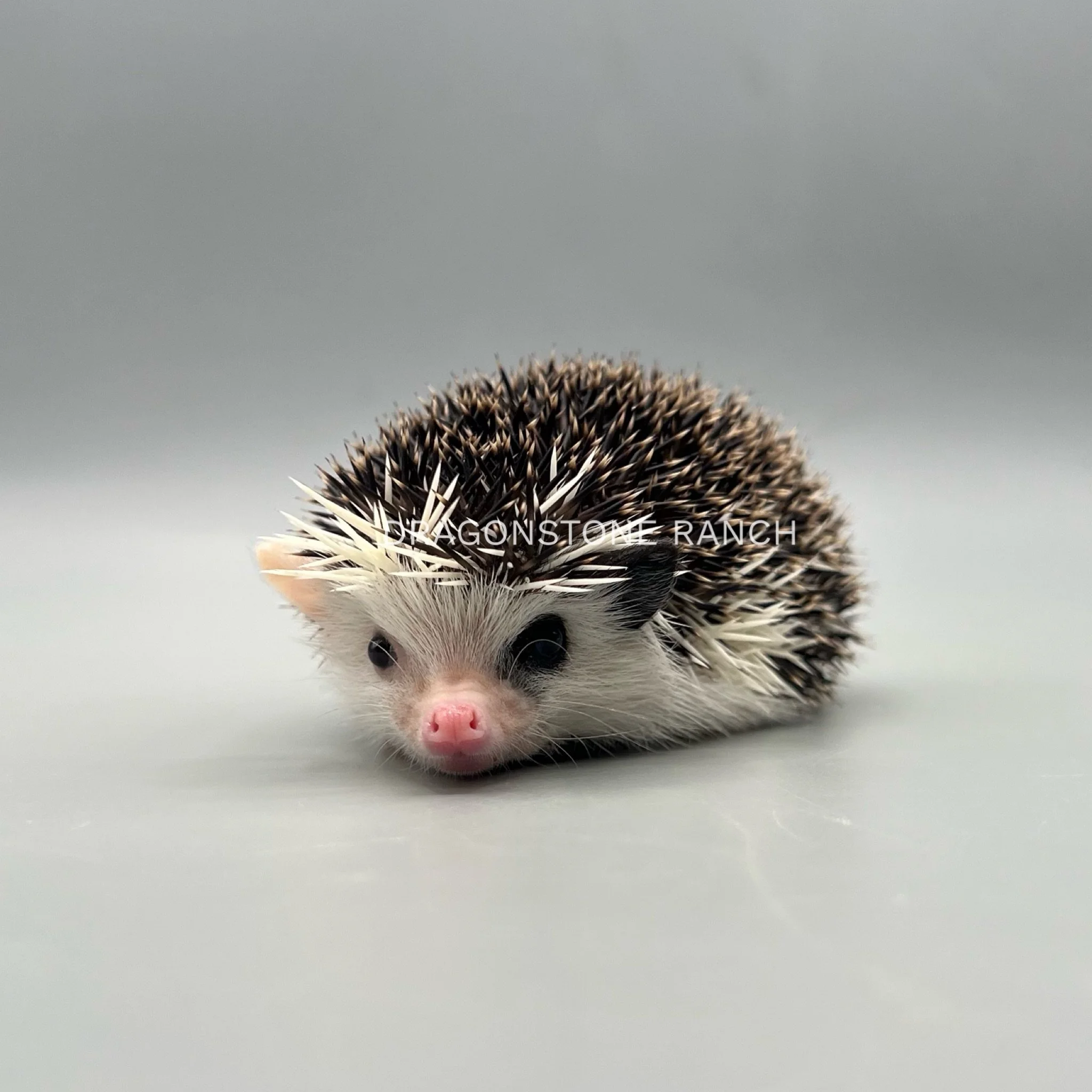 BA6394BB-74AD-498F-9177-E1D370022D46.jpeg