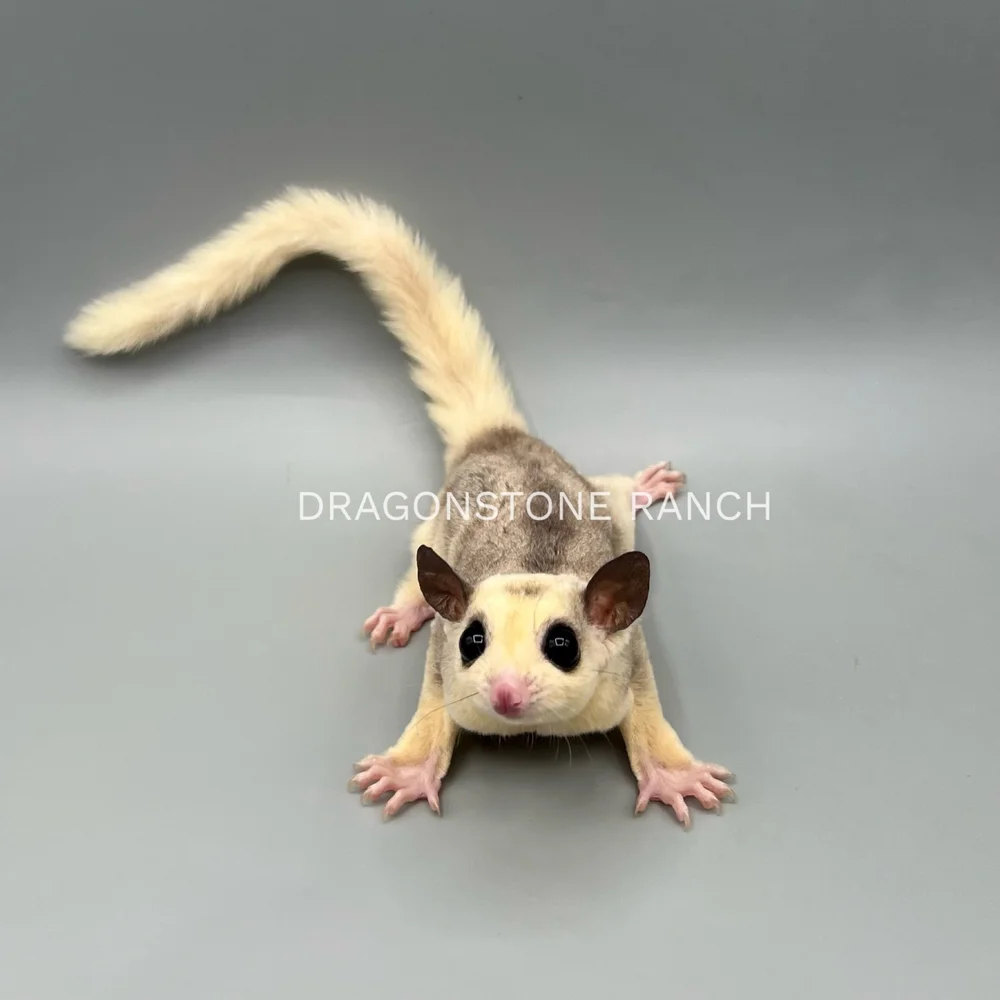 Platinum Sugar Squirrel For Sale Platinum Squirrel Glider For Sale