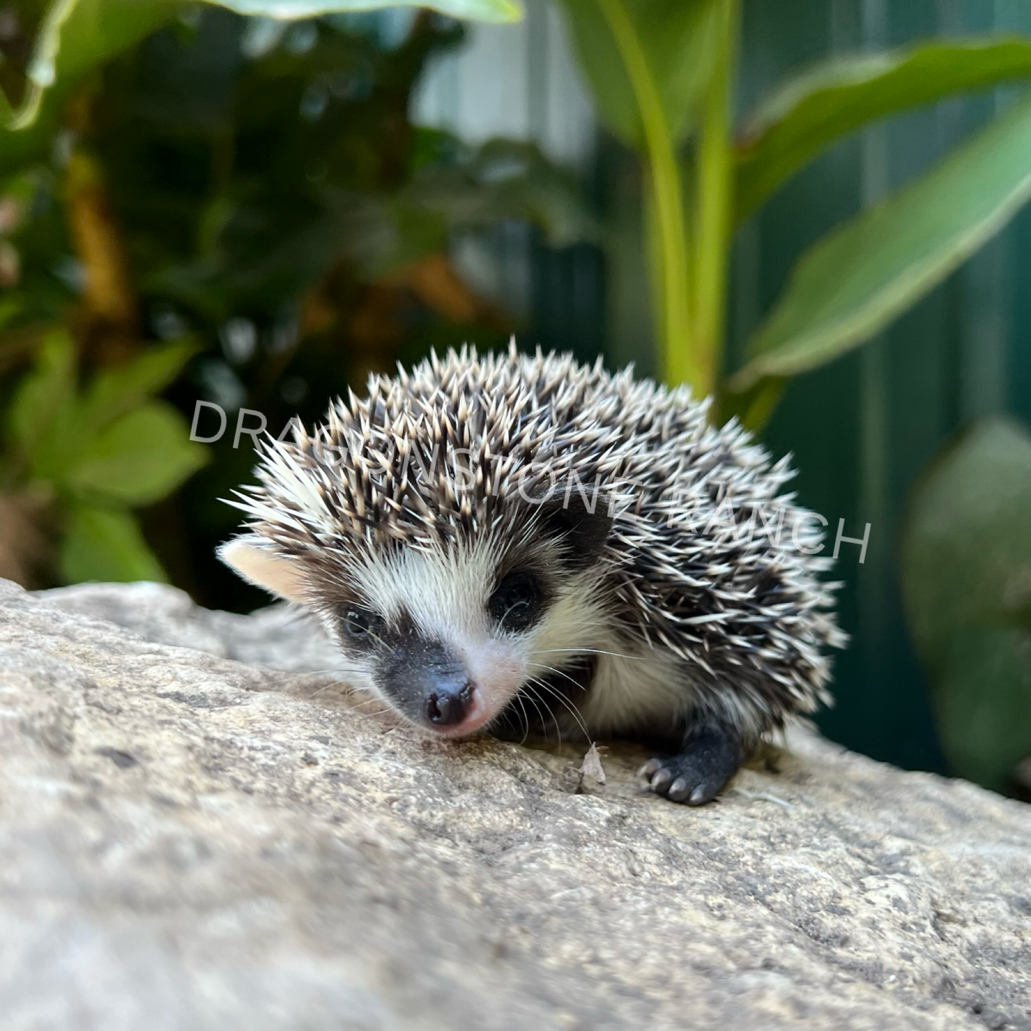 Arlo $400