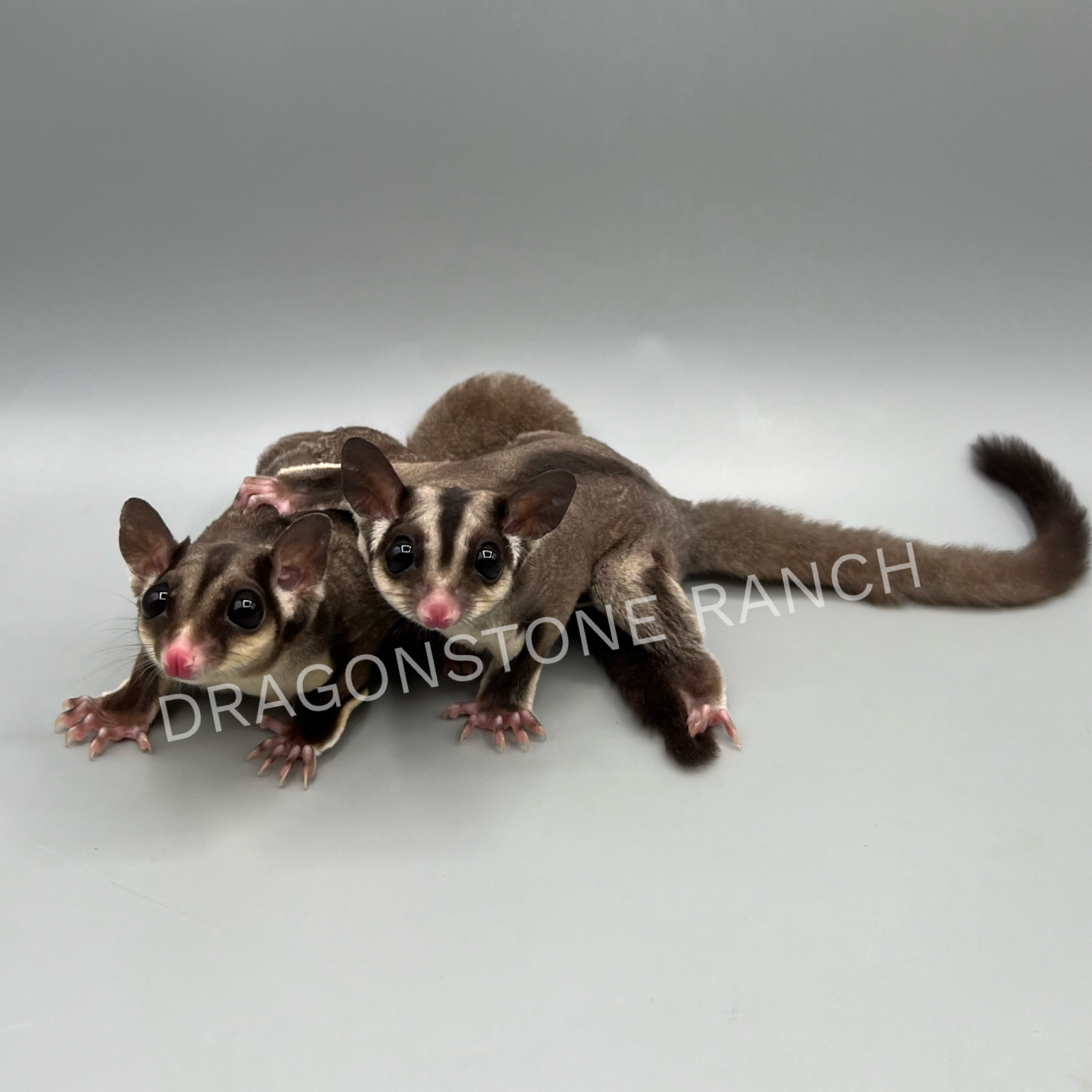 typorama.png