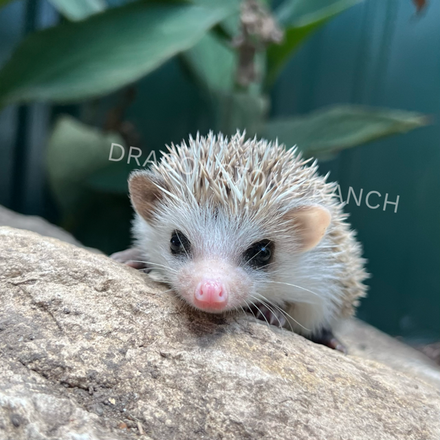 image1.png