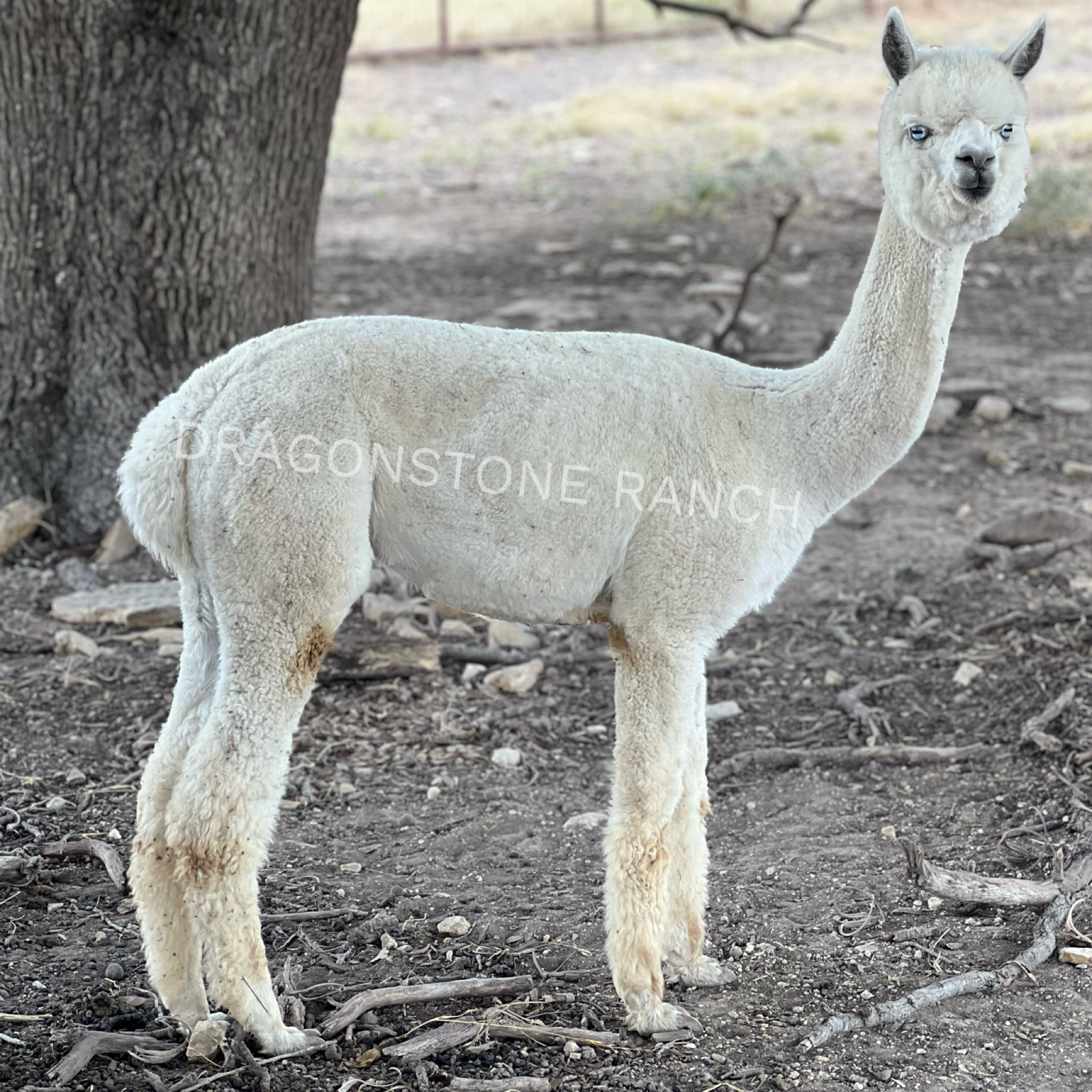 Juliet $2500