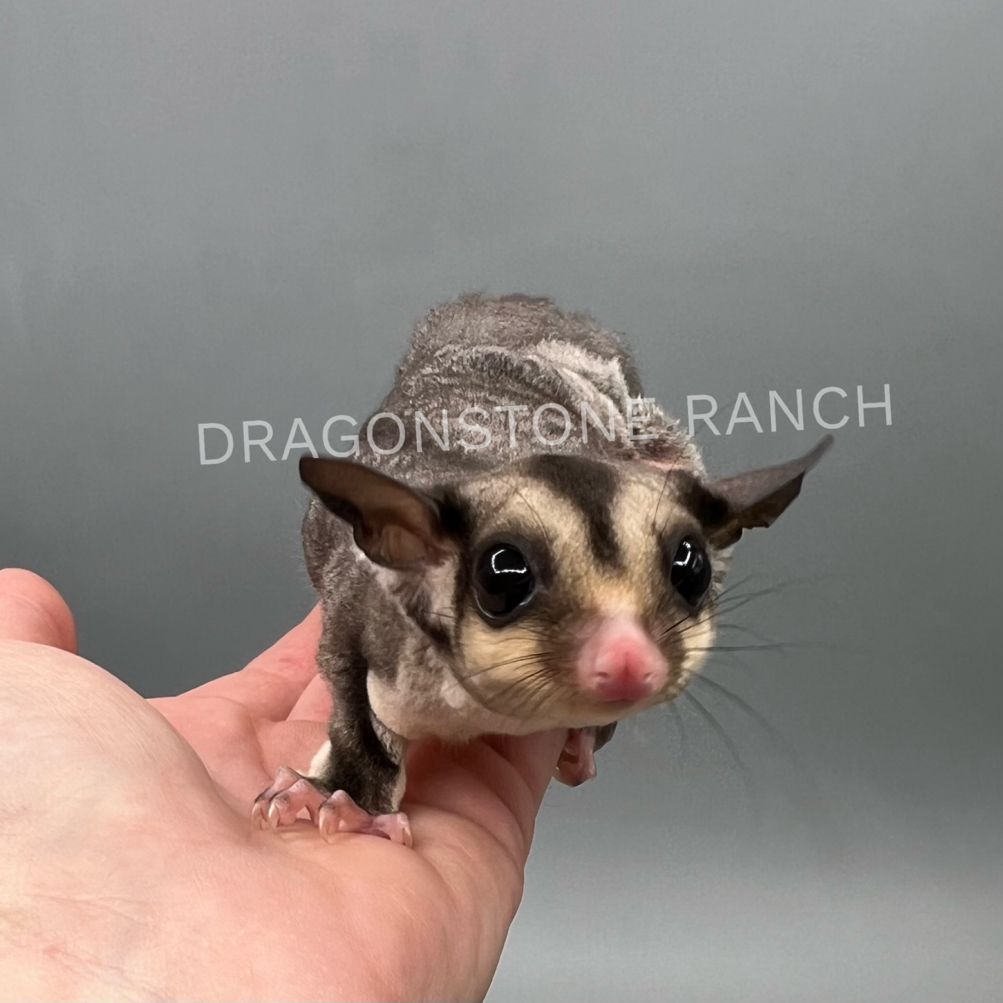 typorama.png