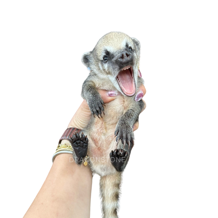 Bottle ‎Baby Coatimundi For Sale Pet Coatis Dragonstone Ranch