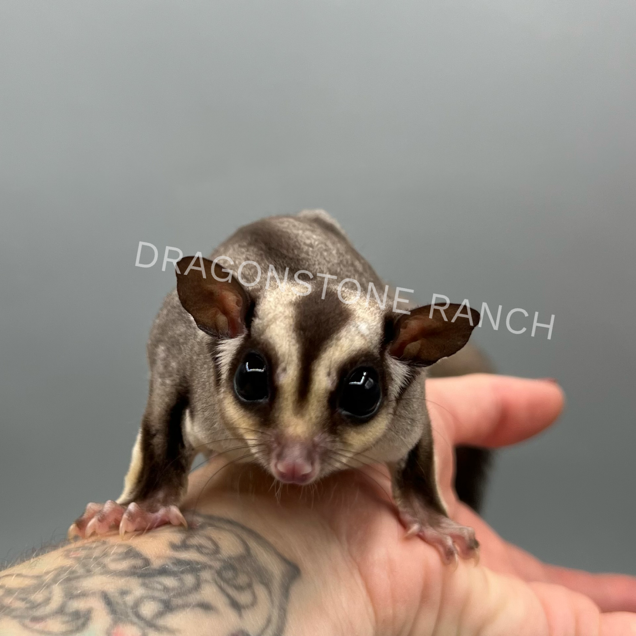 typorama.png