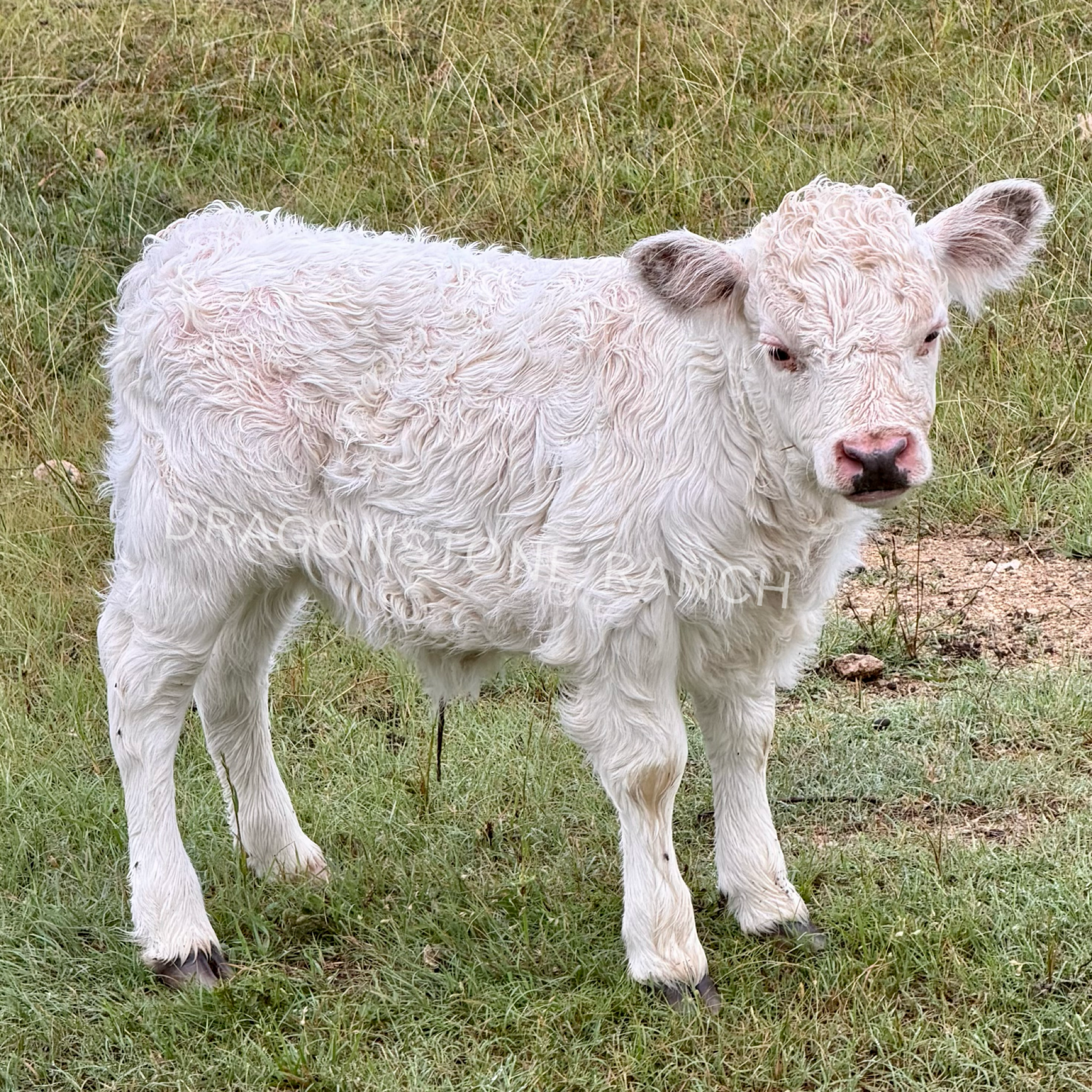 Buttermilk $6000