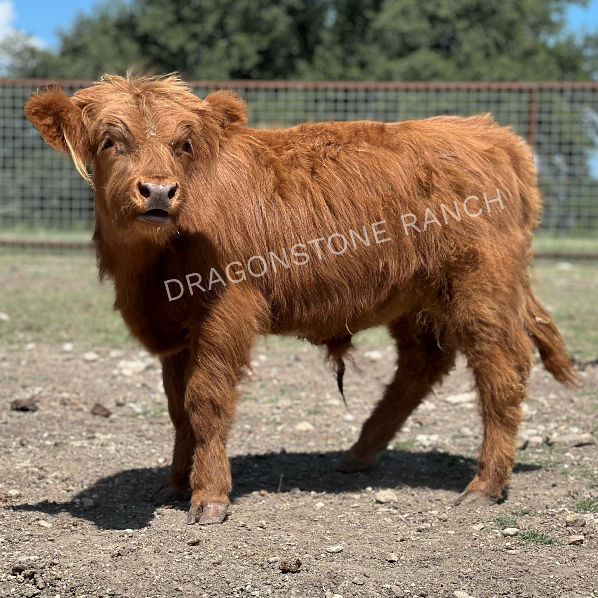 Bullseye $5500