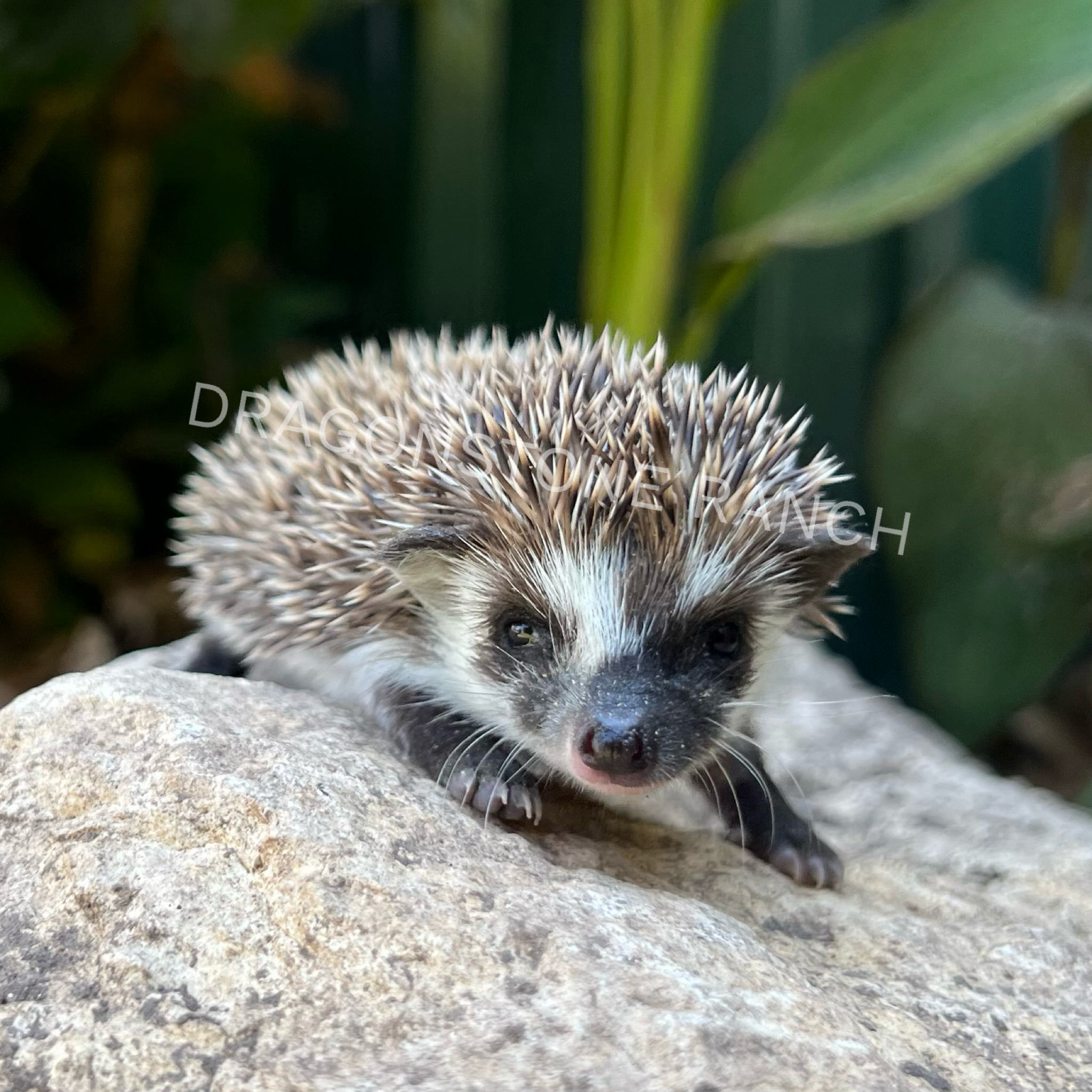 Milo $550