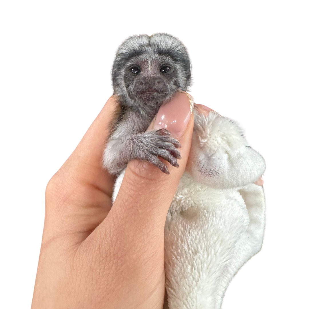 Marmoset Babies For Sale Dragonstone Ranch