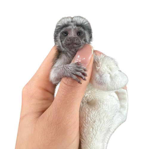 Marmoset Babies For Sale | Dragonstone Ranch