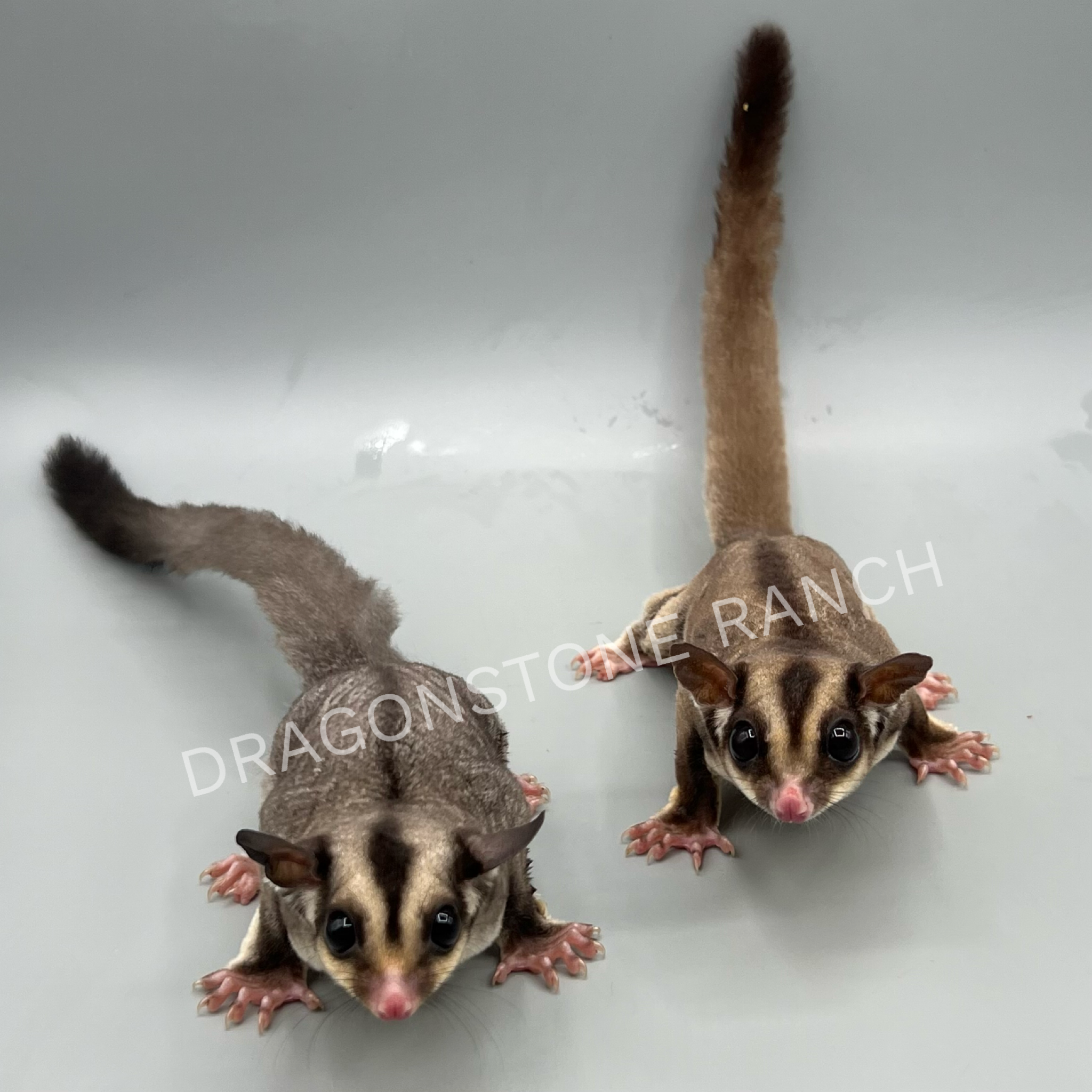 typorama.png