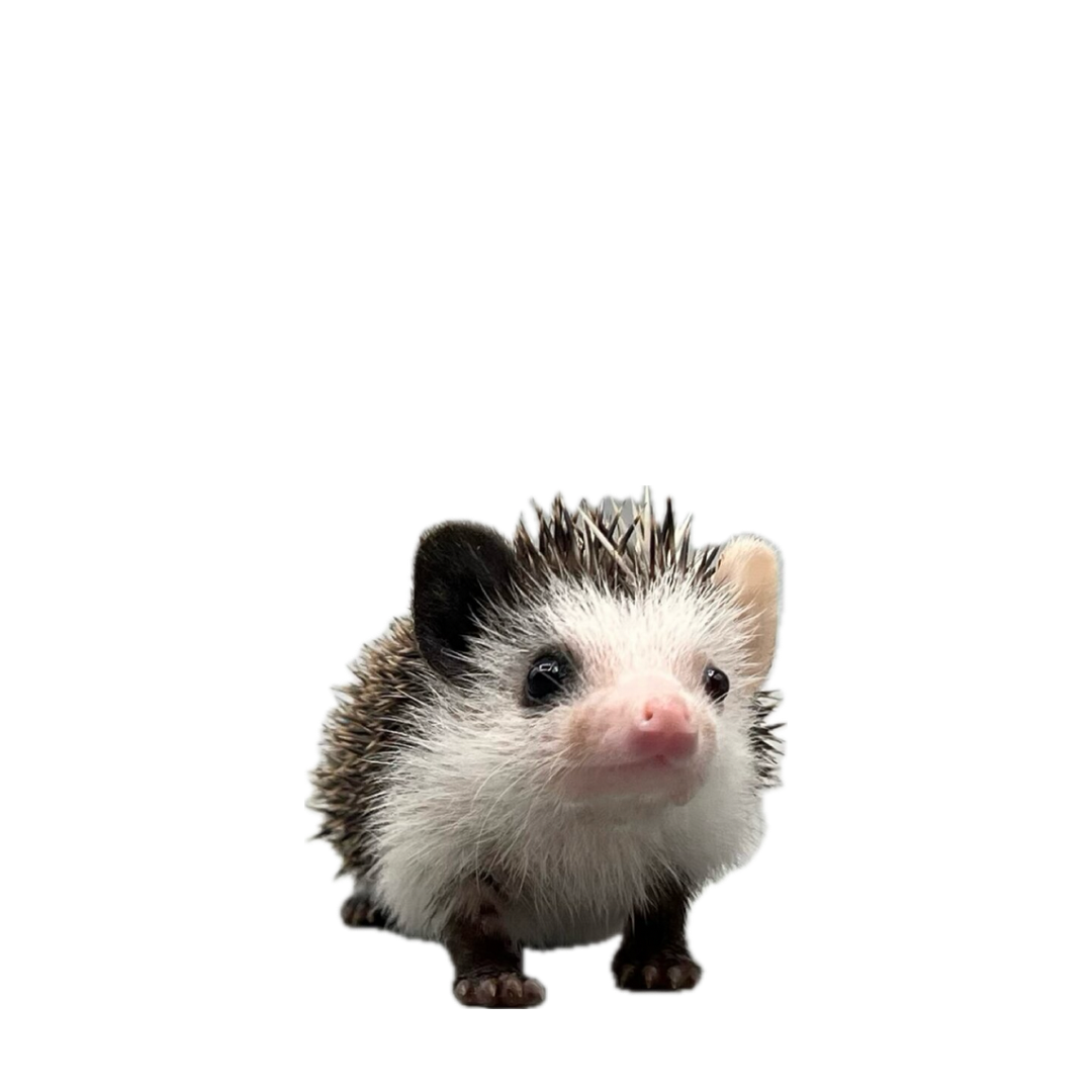Hedgehog Exptic Pets For Sale Hot Hedgehog Exotic Pets Sale