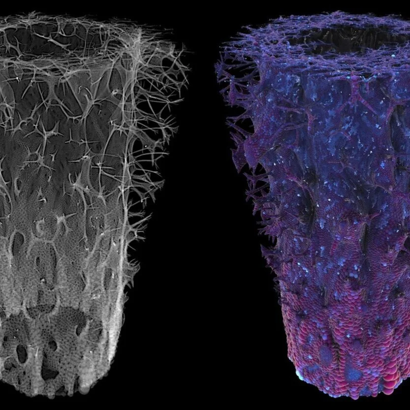 GENERATIVE ART: A FREEDOM TO EXPLORE