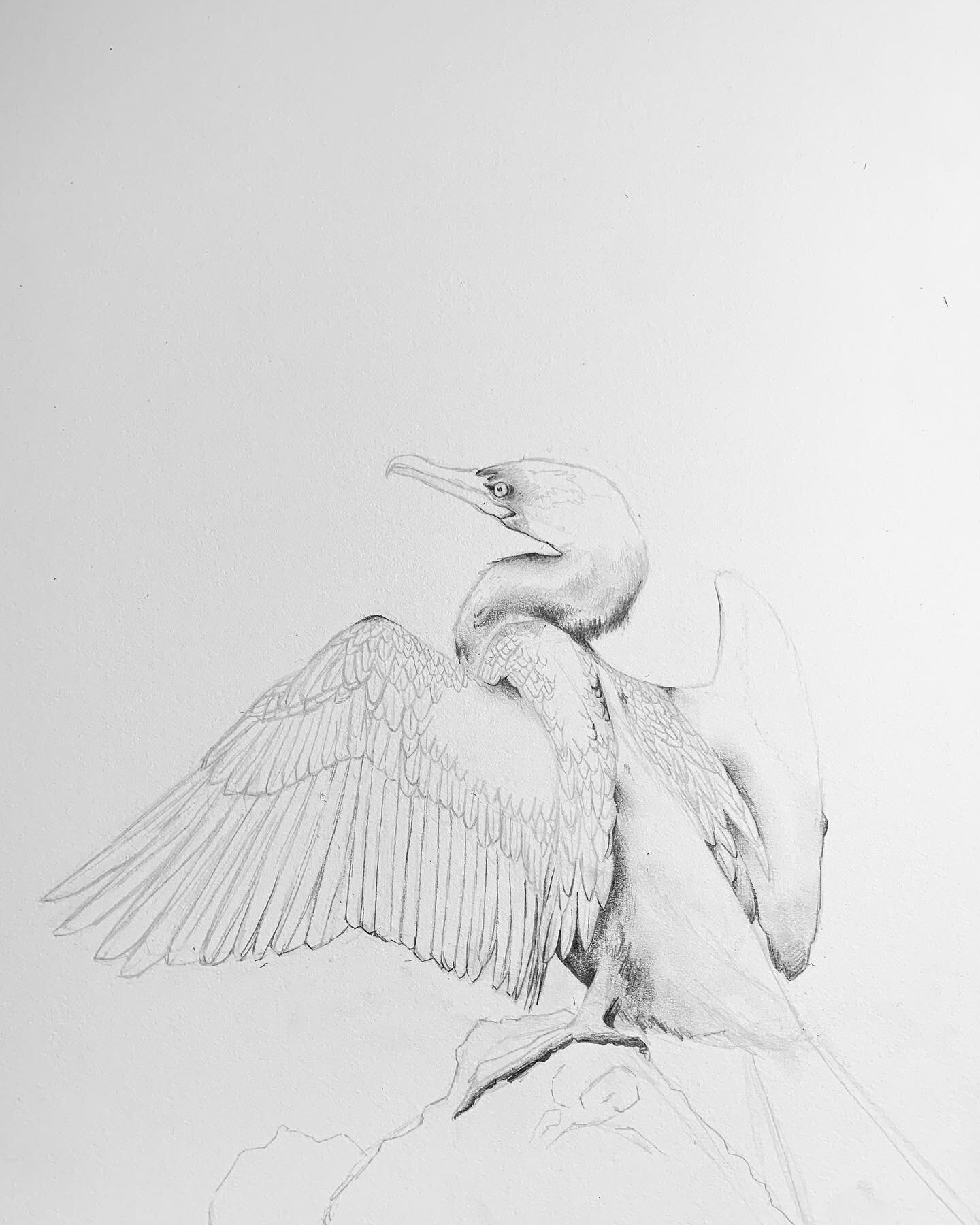 Great cormorant . Aalscholver
𝘗𝘩𝘢𝘭𝘢𝘤𝘳𝘰𝘤𝘰𝘳𝘢𝘹 𝘤𝘢𝘳𝘣𝘰
.
.
.
 #artist #art #dutchartist #greatcormorant #aalscholver #artistoninstagram #creative #artwork #design #drawing #sketch #nature #naturelover #wildlife #botanicalart #watercolor 