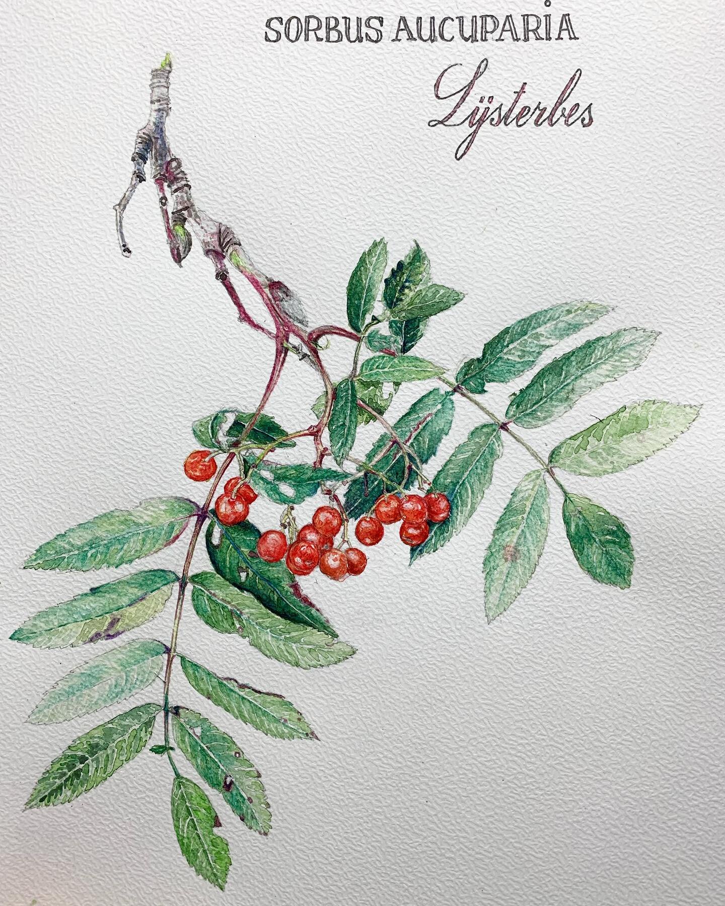 Sorbus aucuparia, an aquarelle botanical painting.
.
.
.
#botanicalart #botanicalpainting #botanicalwatercolor #sorbusaucuparia #paintedflora #illustration #illustrationartists #botanical #botanicalartist #dutchbotanicalartist