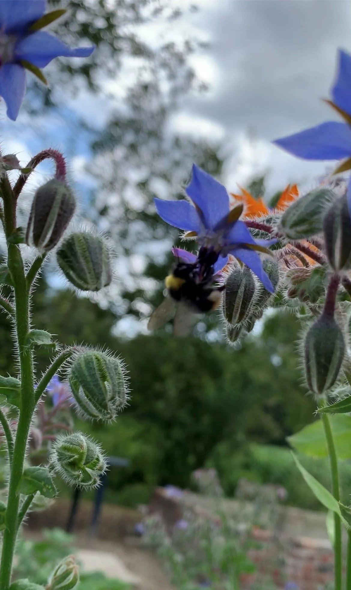 hommel groentetuin.jpg