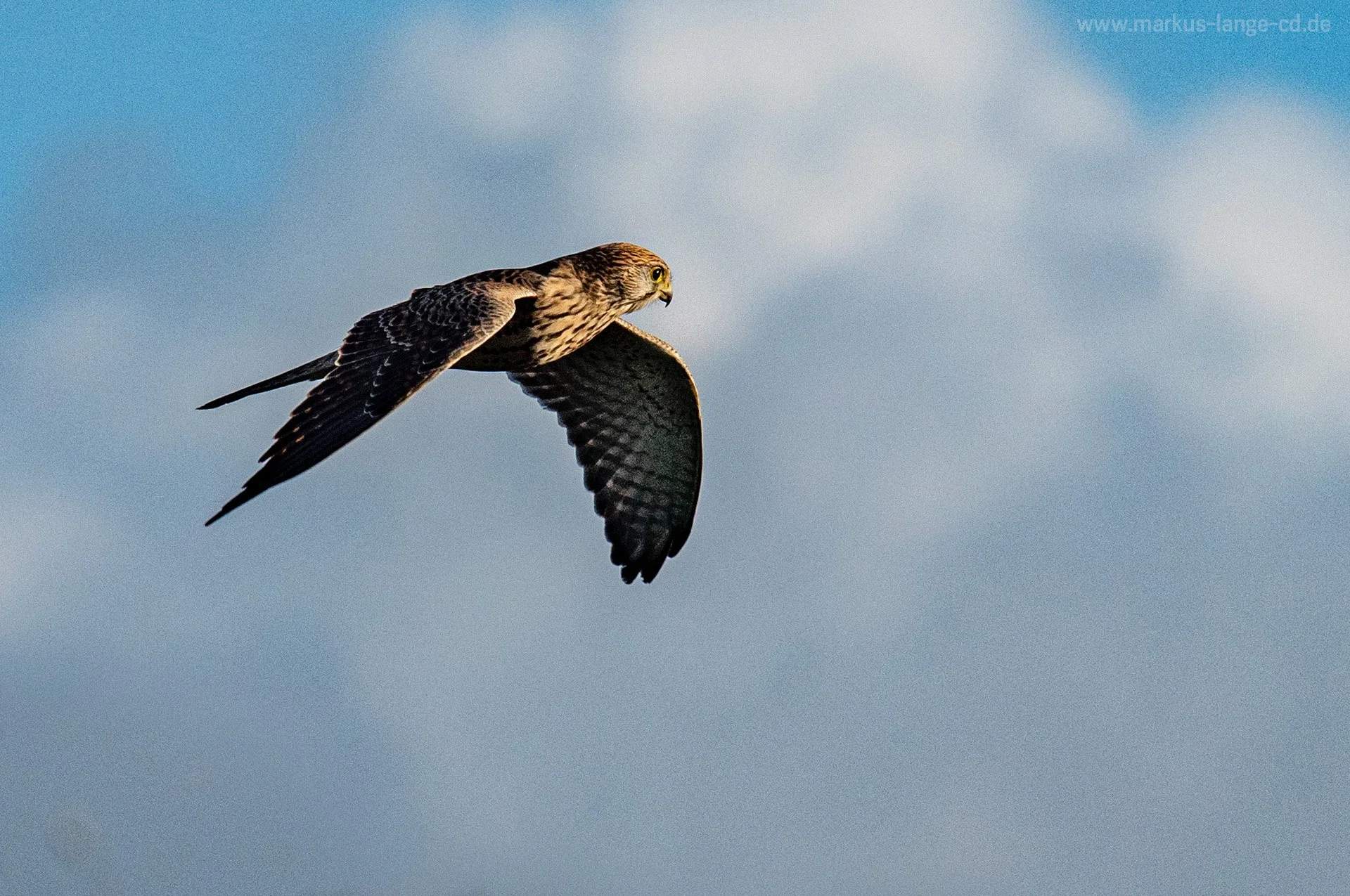 Falke_nationalpark_Wattenmeer_ML-CD.jpg