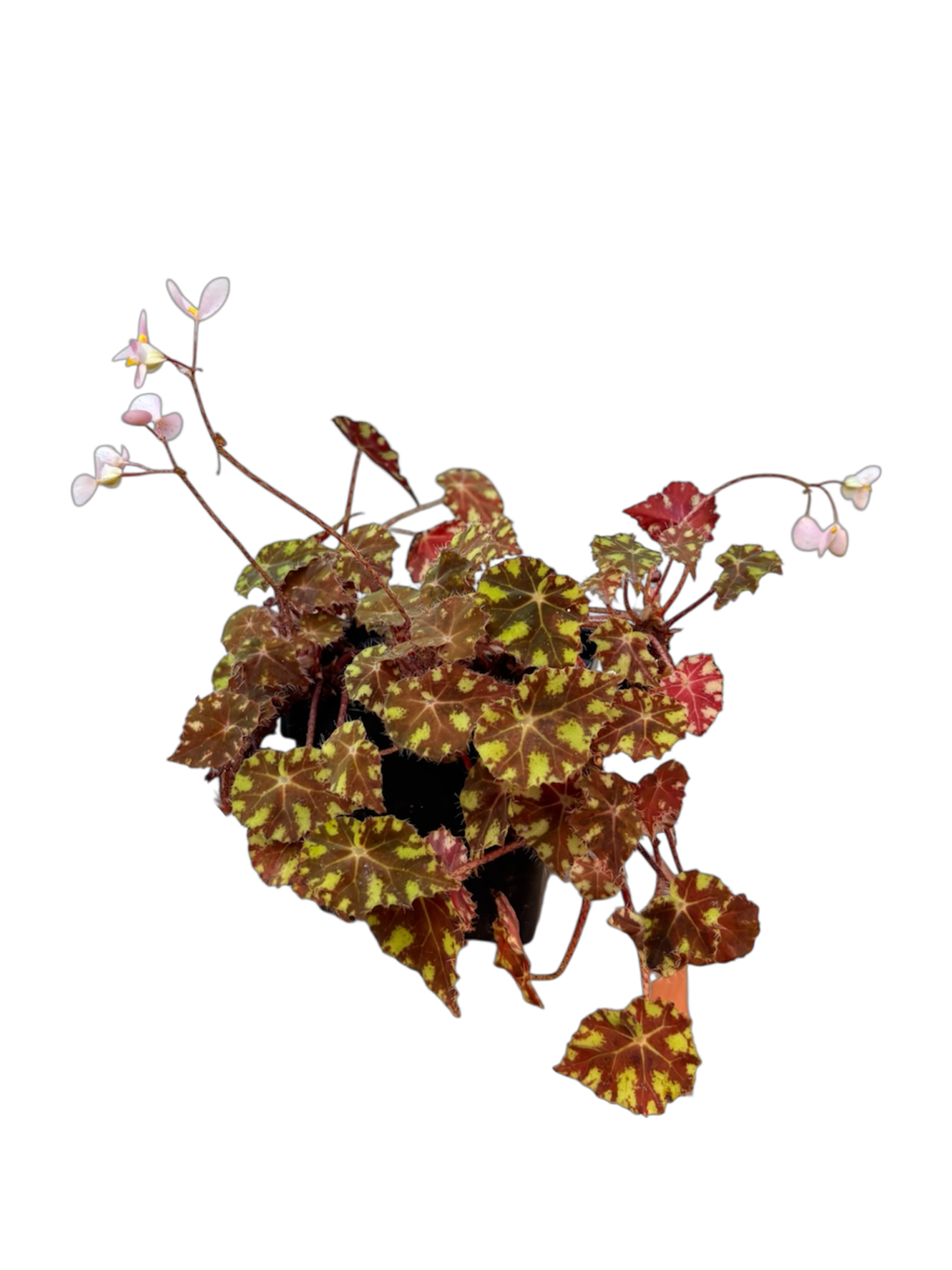 Begonia 'Tiger Paws'