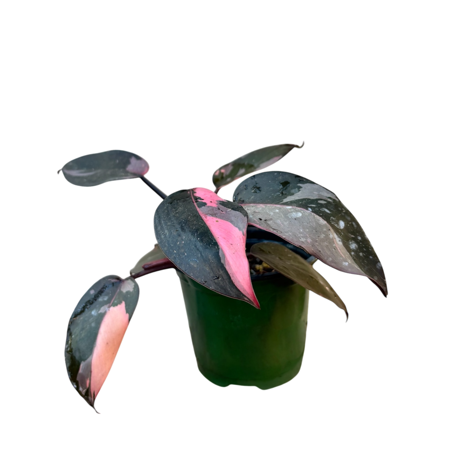 'Pink Princess' Philodendron