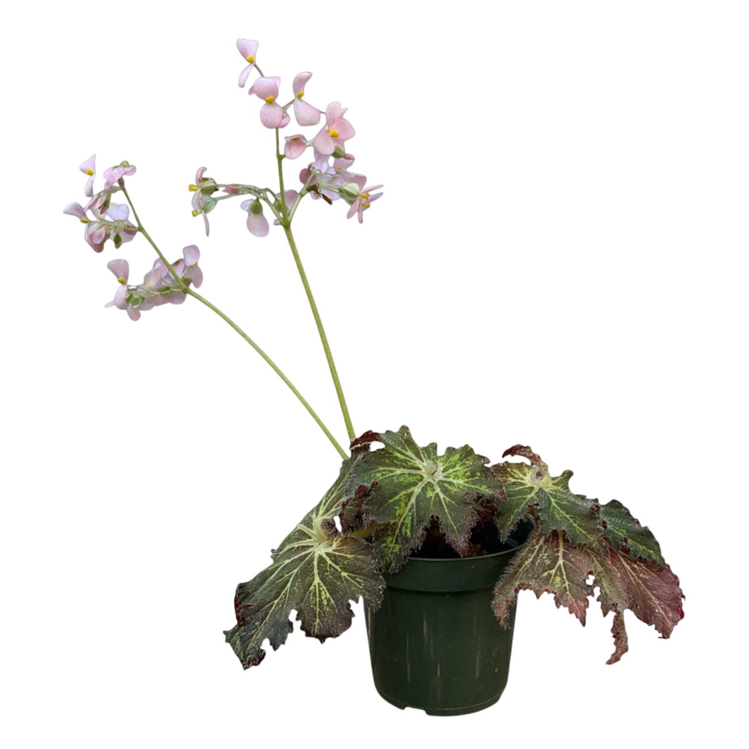 Begonia 'Palomar prince'