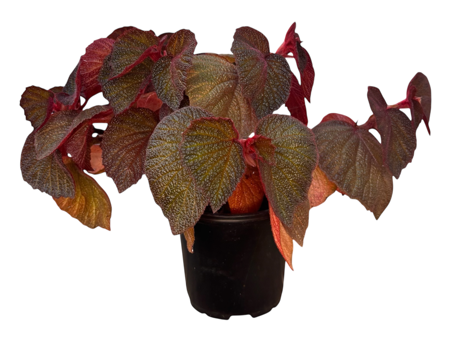 Begonia 'morocco'
