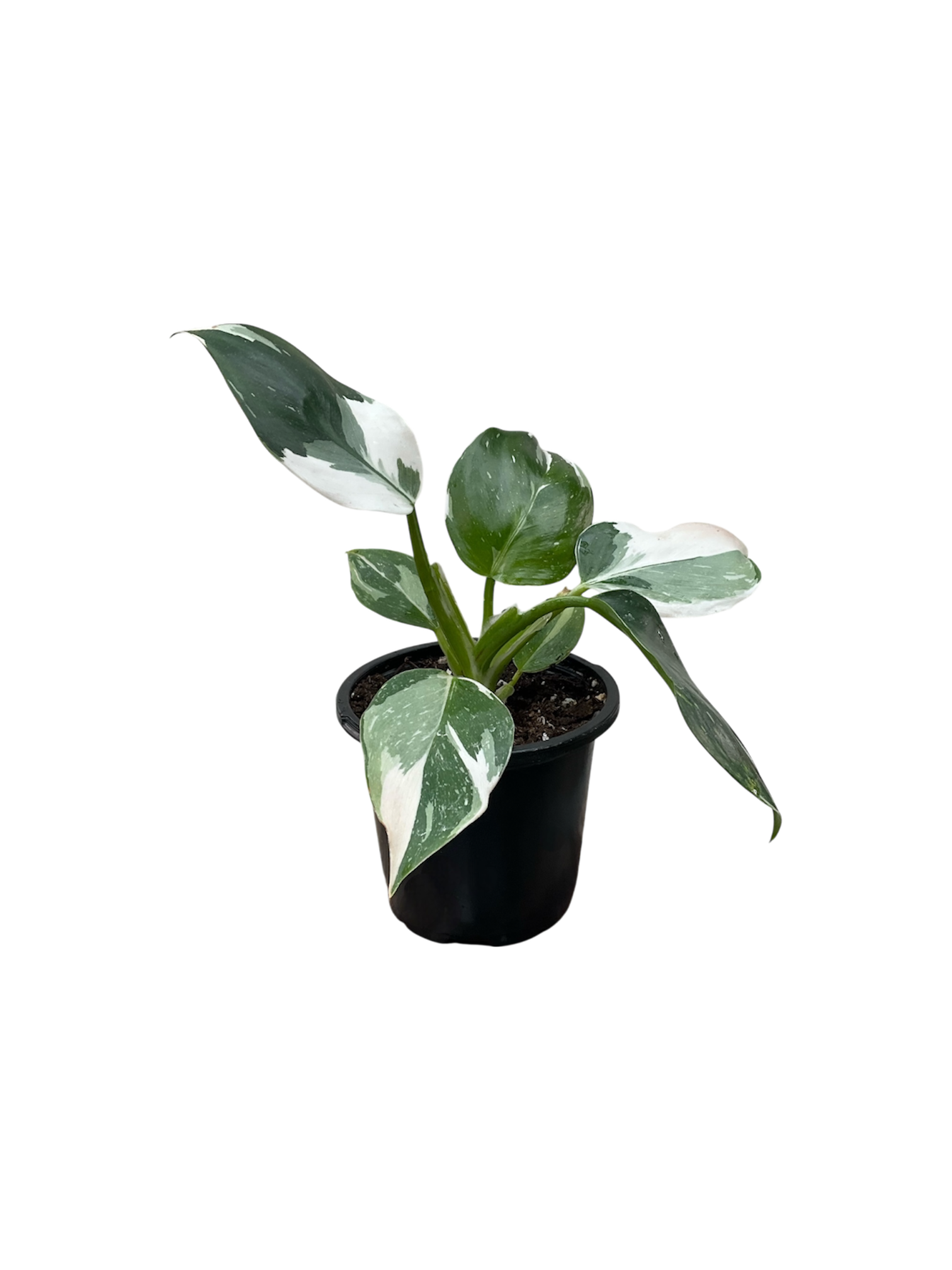 Philodendron 'White princess'