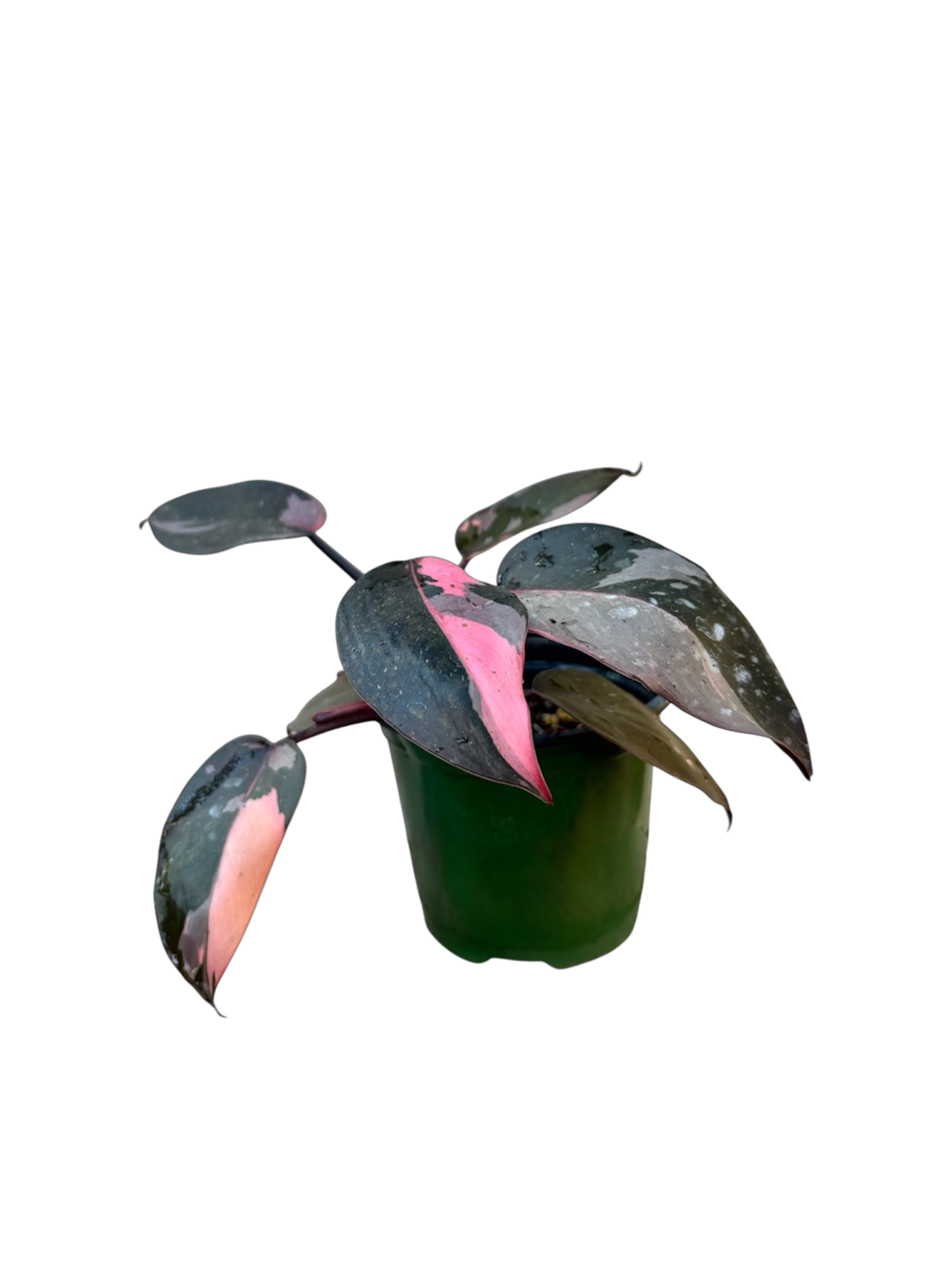 Philodendron 'pink princess'