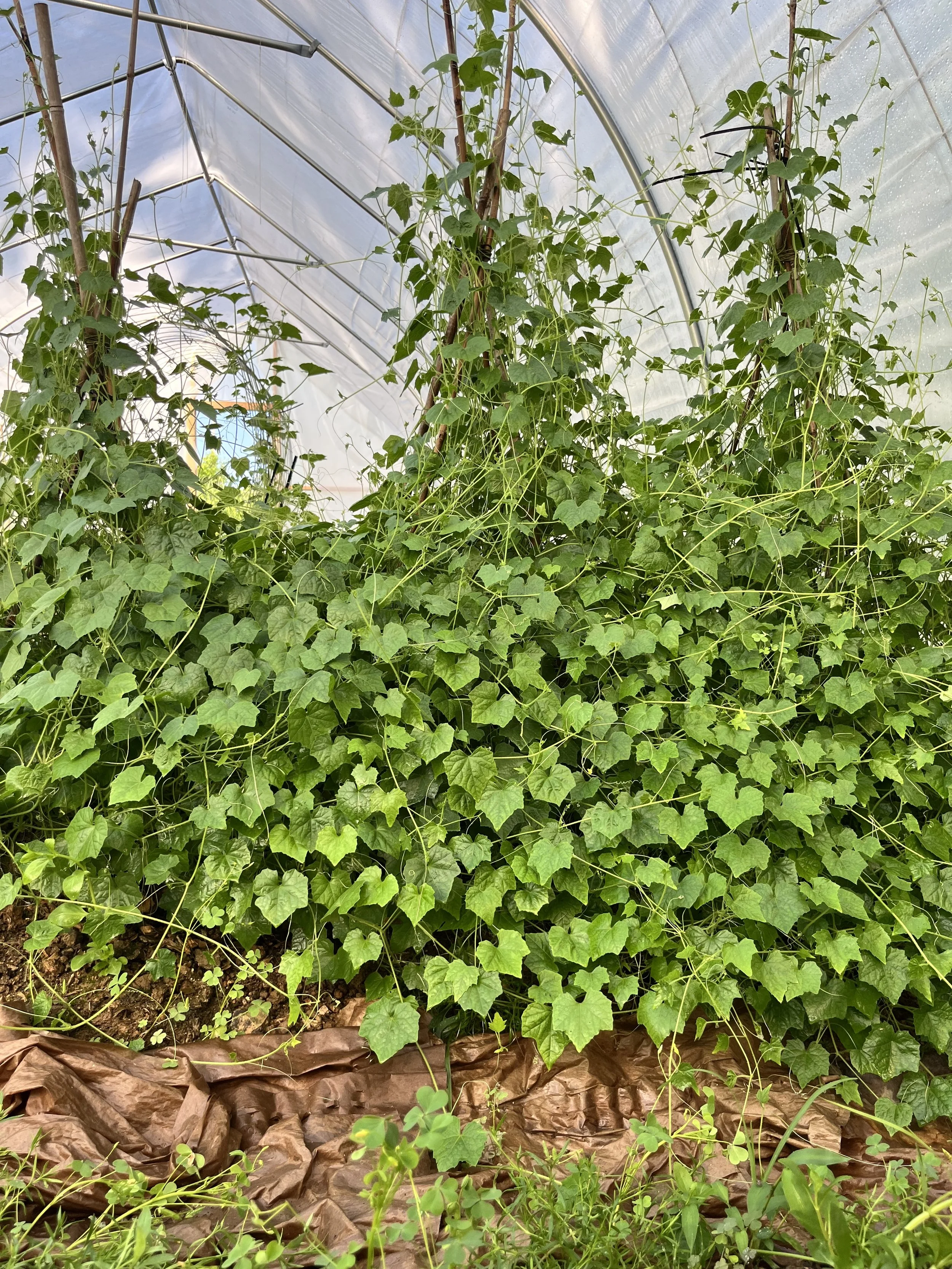 Embracing the Unexpected: Gardening Adventures in Our Greenhouse