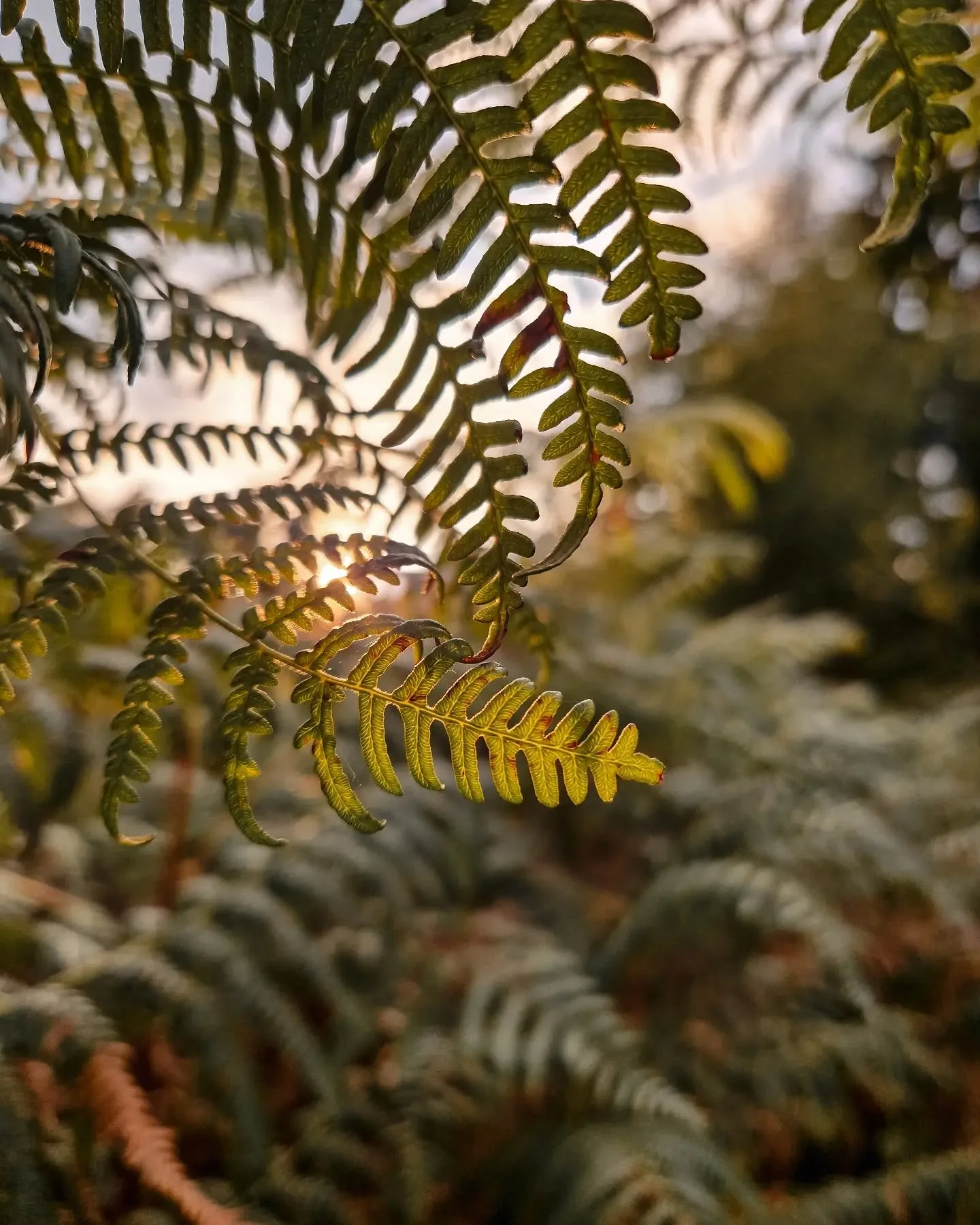 Een hele fijne zondag!⁠
⁠
⁠
⁠
⁠
#natuurinnederland⁠ #appreciatenature #naturevibes #mothernature
