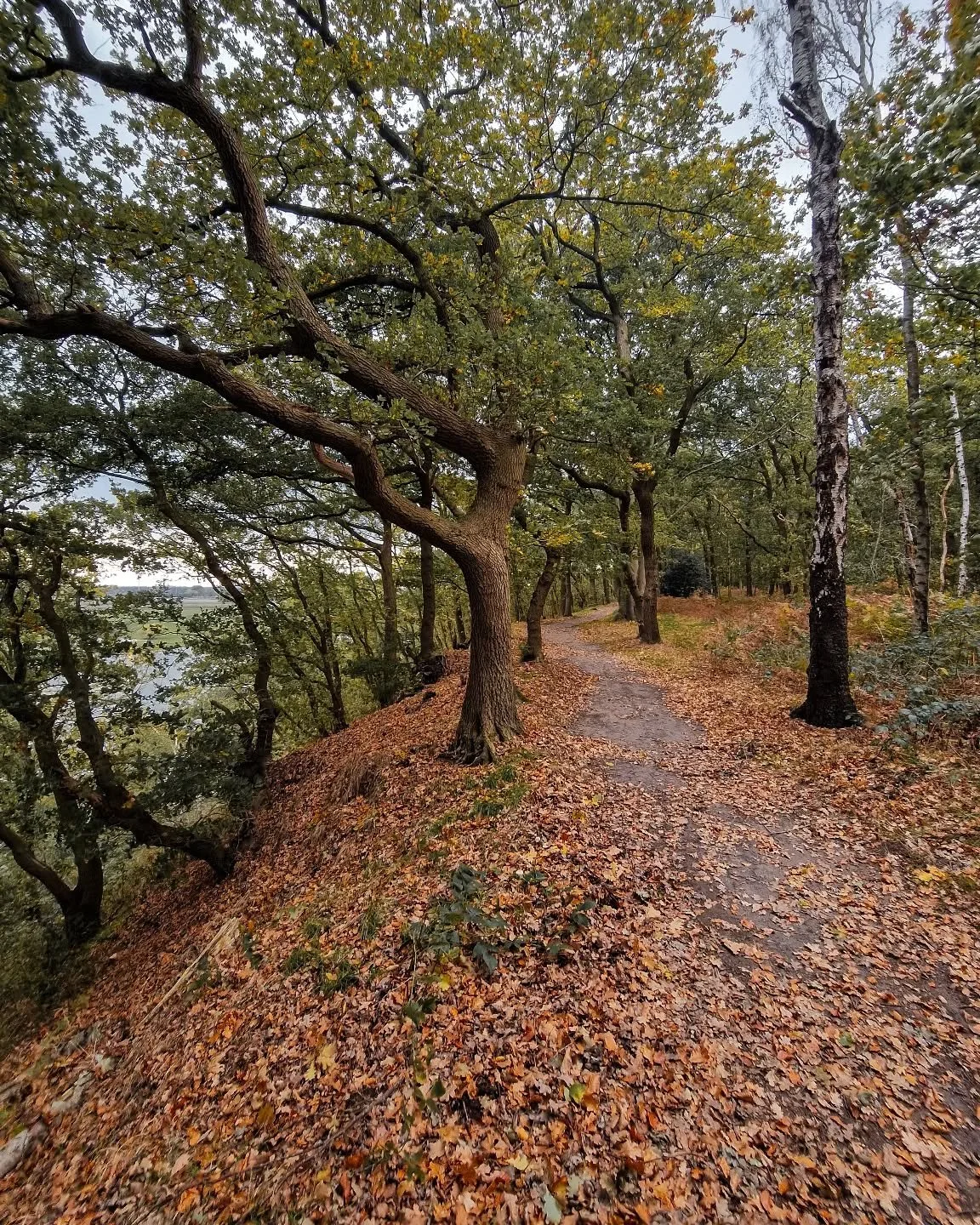 🍂 Tijdens het sporten in de natuur heb ik altijd mijn telefoon bij me (mijn fotocamera is dan net wat te onpraktisch.) Maar als ik iets moois zie? Sporthorloge op pauze, foto maken! Een aantal van deze plaatjes vinden hun weg naar het moodboard in m