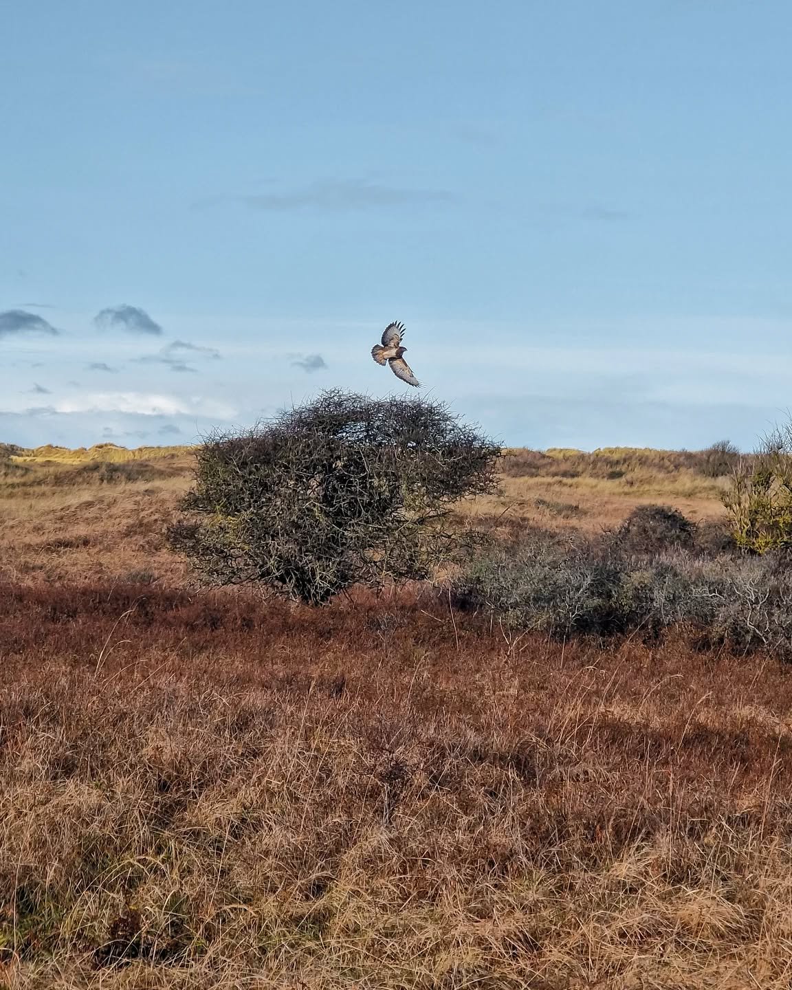 Een hele fijne zondag!⁠
⁠
⁠
⁠
#natuurinnederland⁠ ⁠#ameland #buitenzijn #natuurmoment⁠
#natureatitsbest appreciatenature buizerd