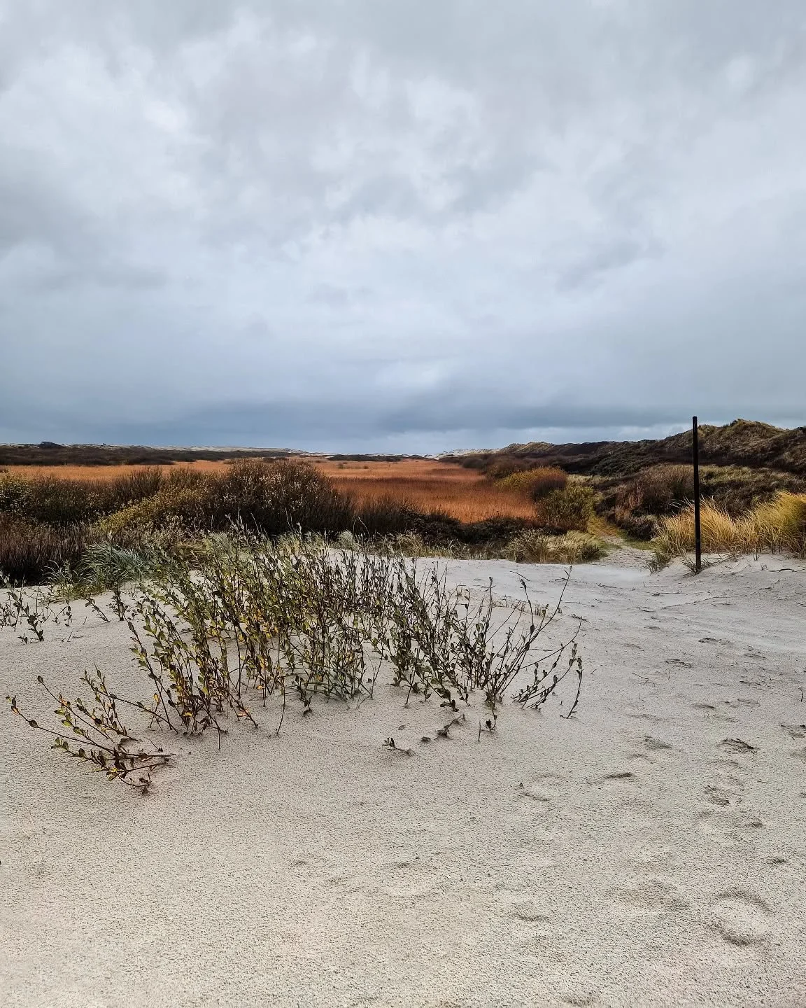 Kleur inspiratie!

#colorsofnature #ameland #duinen