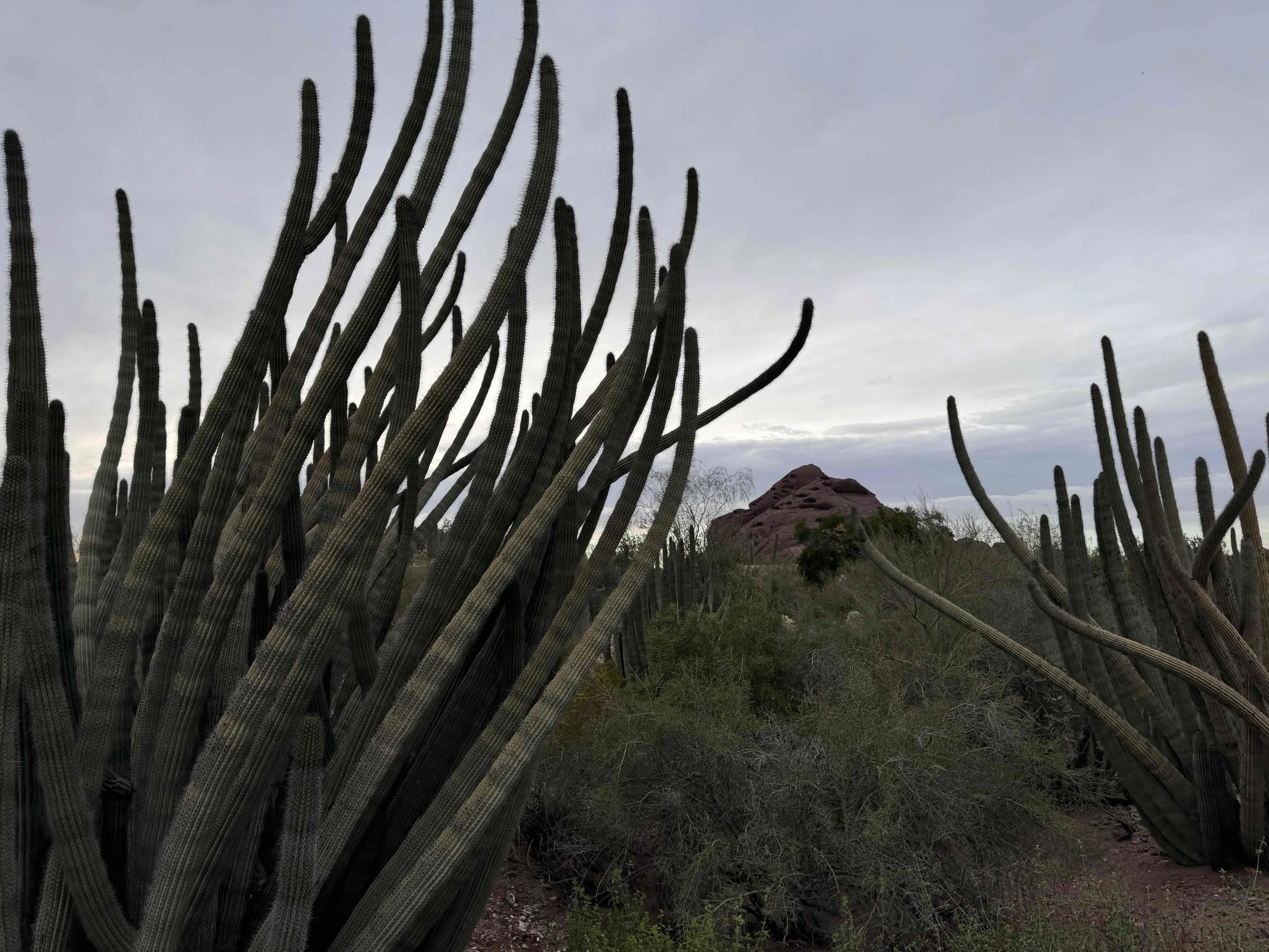 Uncharted Variations (2026)