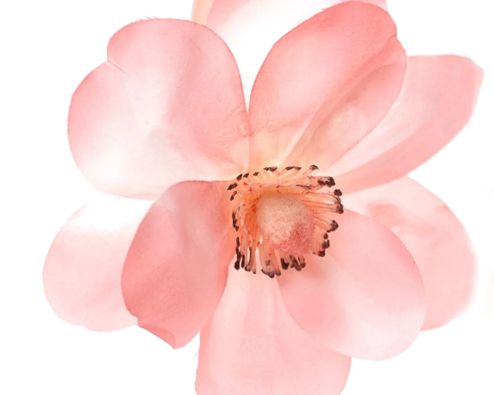 Blossom