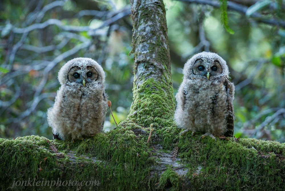 Young Spotted Owls.jpg