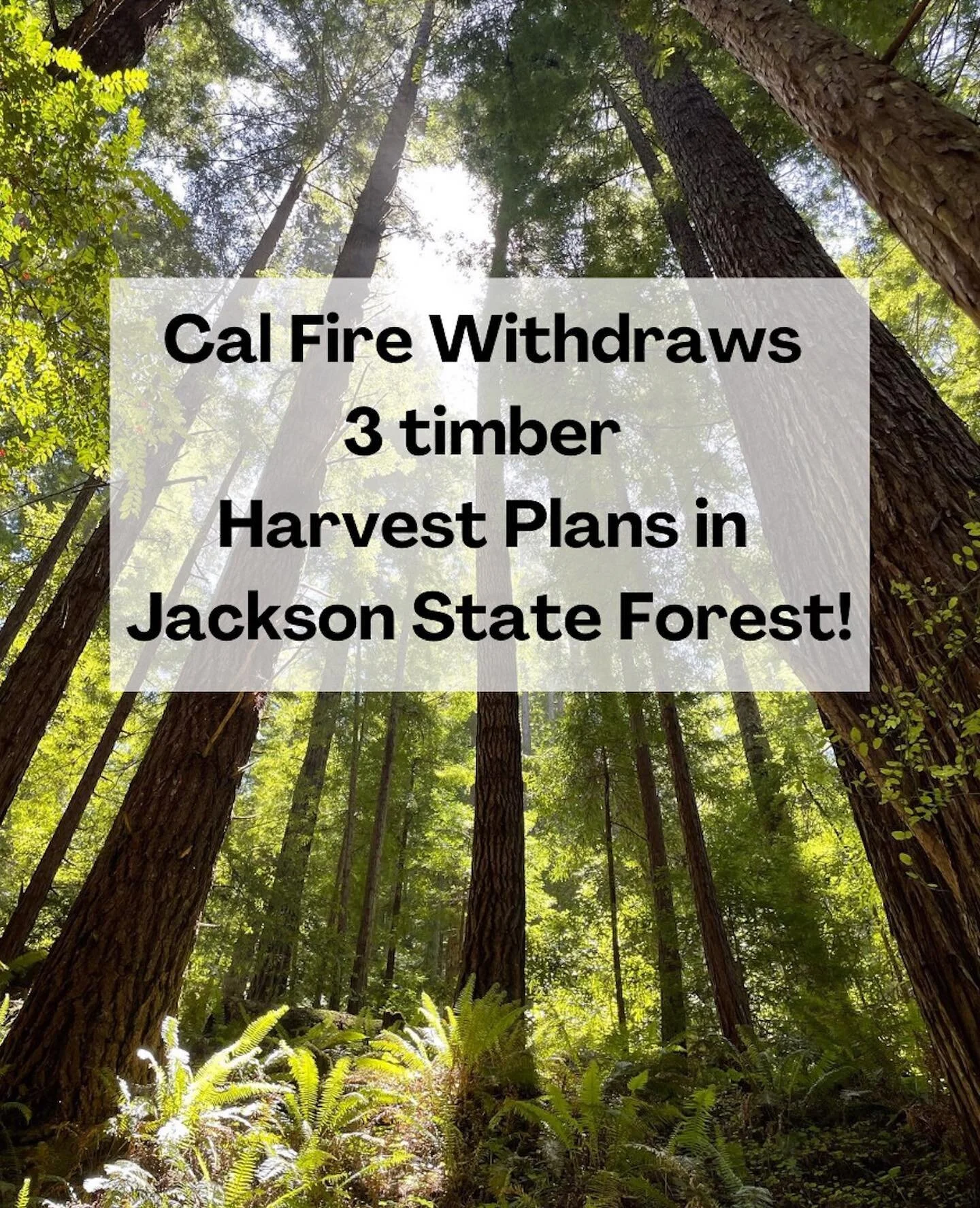 Dearest Community members, Forest Defenders, and Friends, 
You know all those comments we've been asking you to submit in opposition to timber harvest within Jackson State Forest? Well, thank you's are in order because....your comments worked! THANK