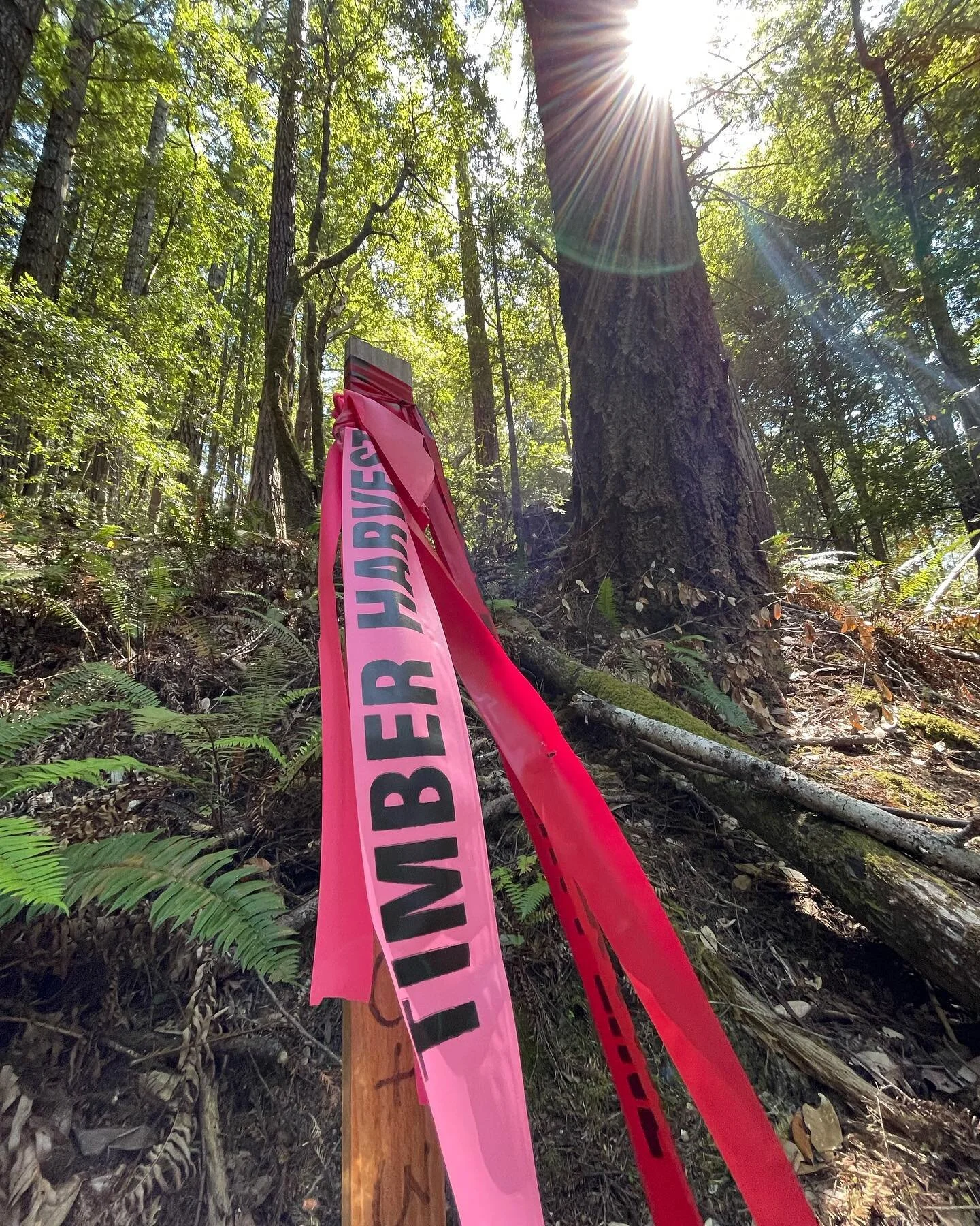 The Little North Fork THP would have been an active logging zone by now, situated just above the Camp 3 lodge and cabins of the Mendocino Woodlands and the salmonoid-bearing Big River. Even though the plethora of tree marking ribbon would indicate ot