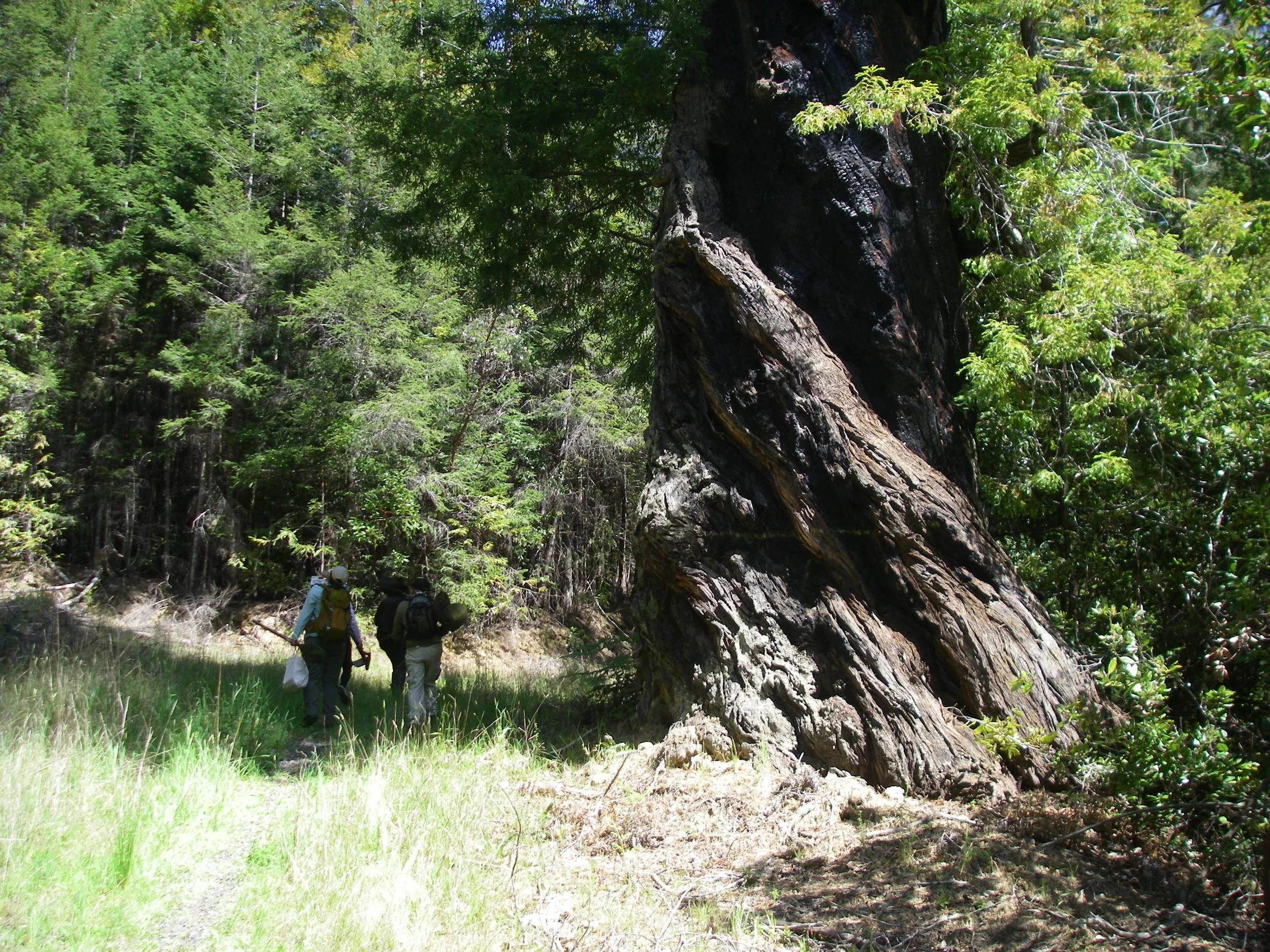 Our Recommended Safeguards for AB2494, a Bill to Modernize JDSF