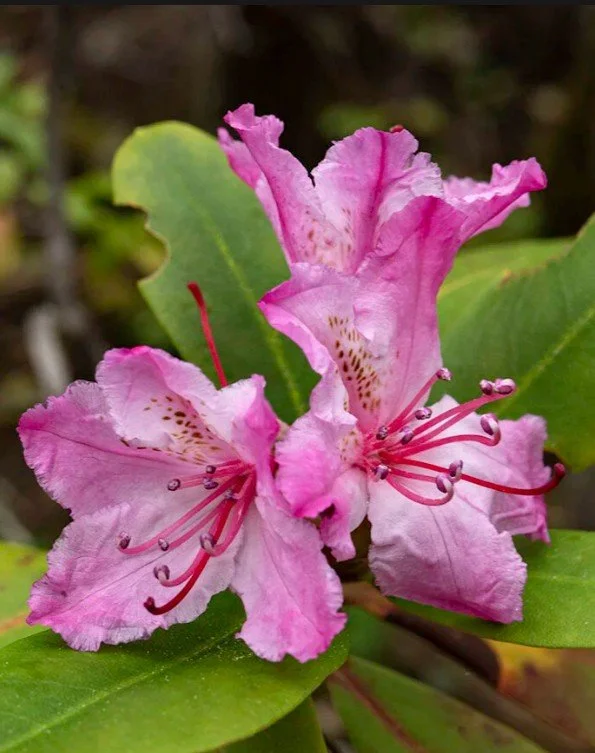 March 24th: Mendocino County Board of Supervisors to Review AB 2494: “Modernizing Our Forest System”