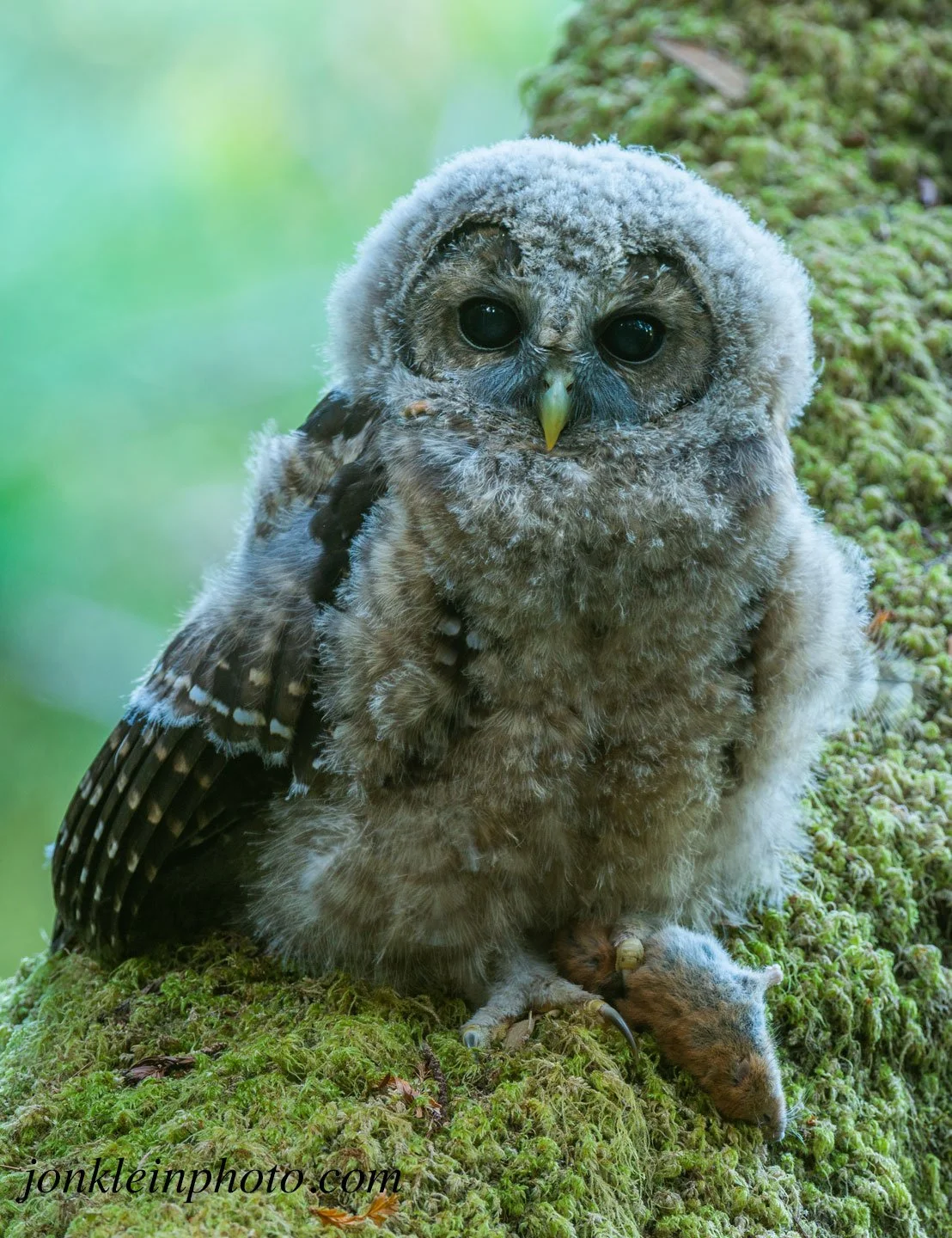 Click to view: The Last Stand-50,000 Acres Worth Saving