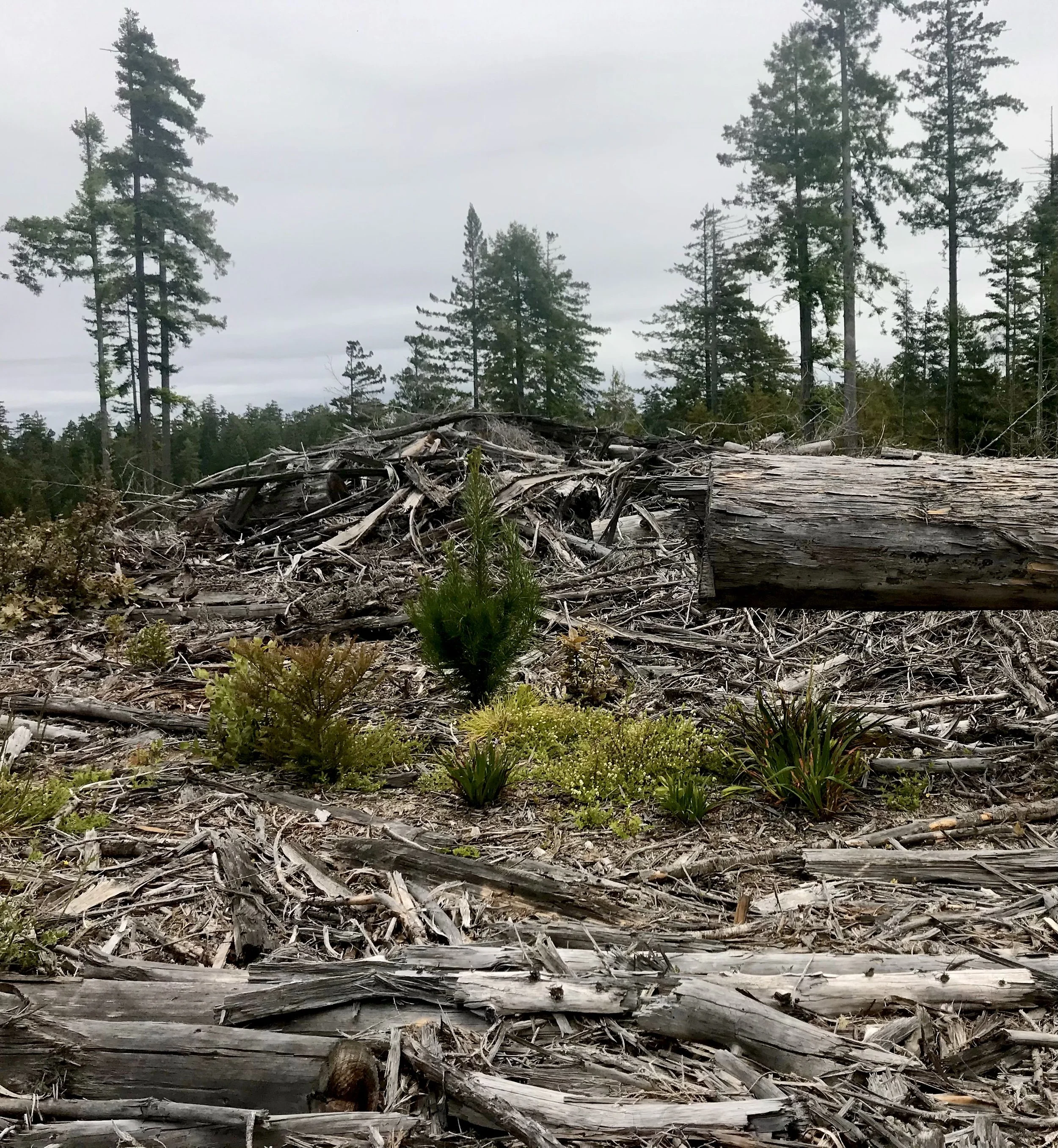 Click to view: Why, CDF, Why?  Dried and flammable slash left near homes and a school