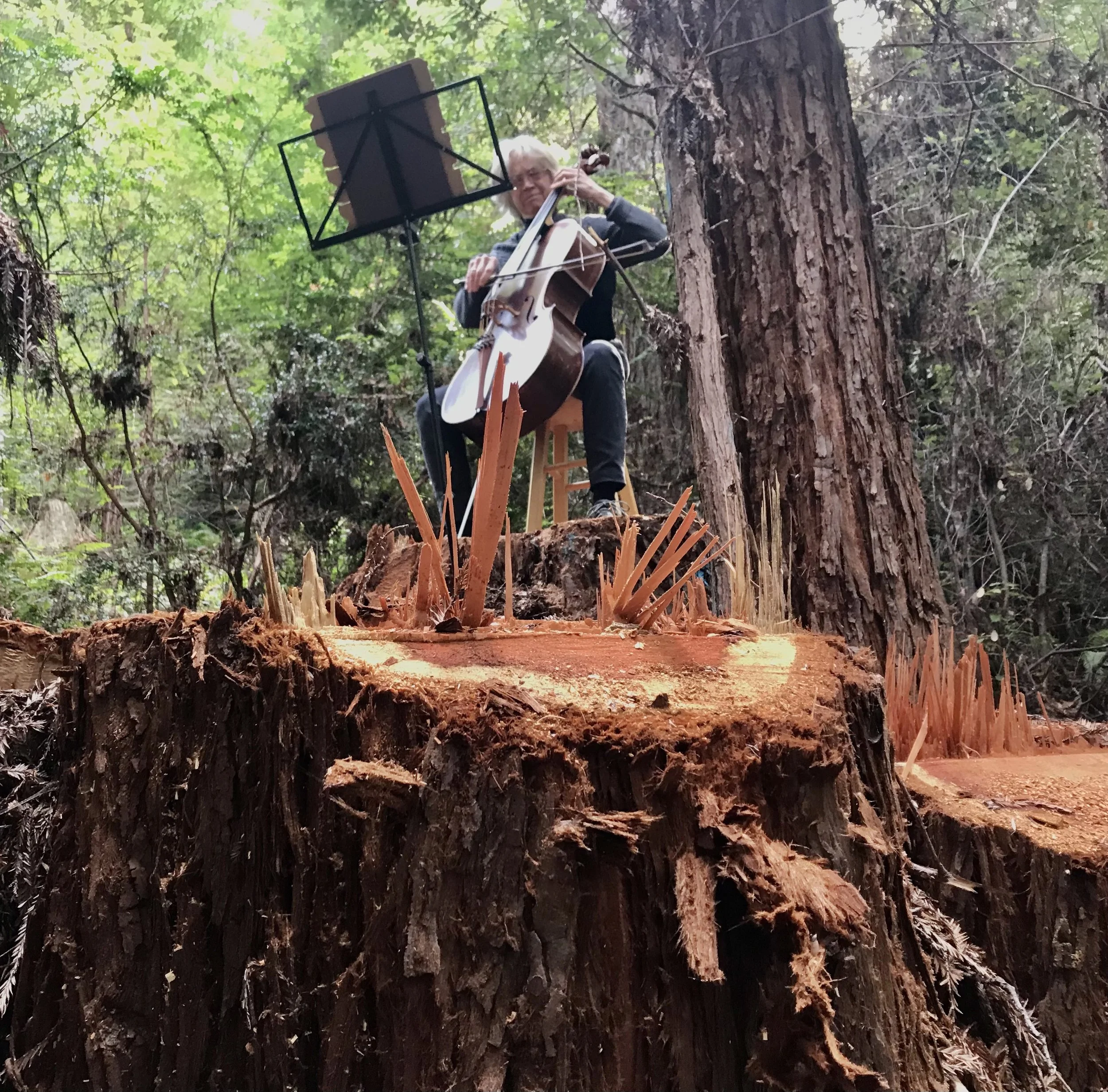 Click to view: Marcia Sloane plays a cello Requiem for a Fallen Tree