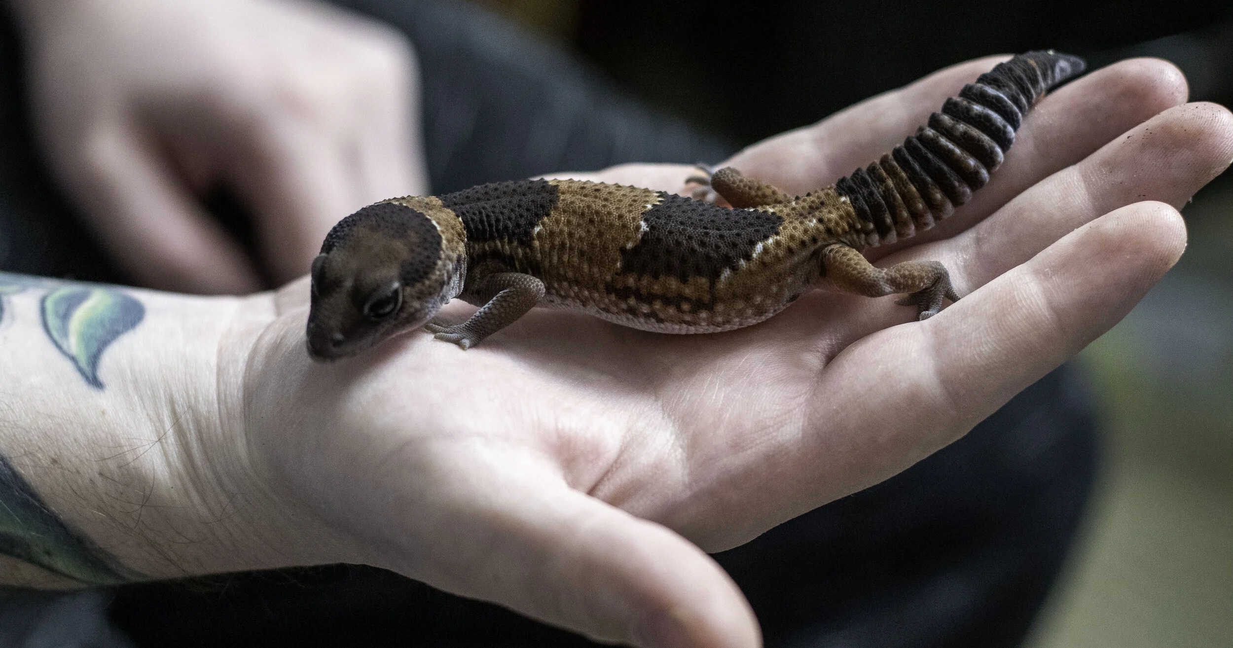 Wickens Wicked Reptiles Family — Wickens Wicked Reptiles