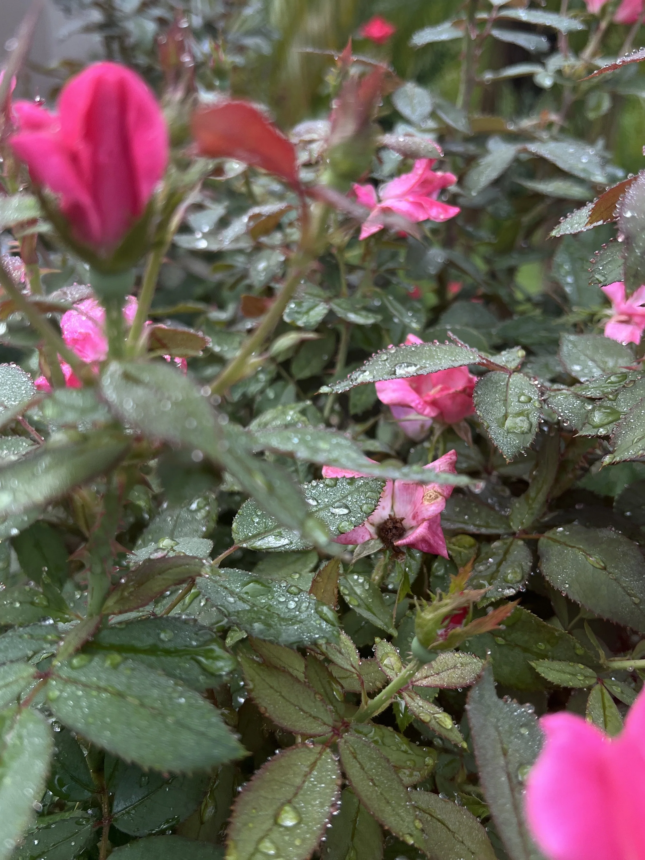 Roses in bloom in Oviedo Florida Landscape Zone 9b in July of 2025 . Pruning and other Horticultural Services provided by Michael Geist's Yard Works