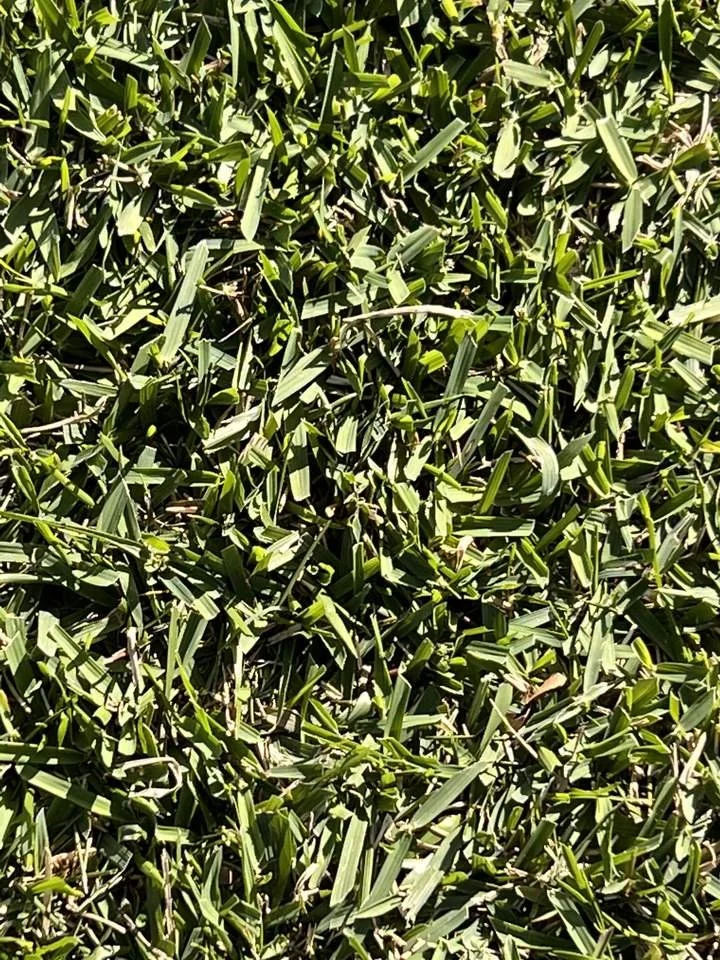 Close-up of dense healthy ProVista St. Augustine sod blades in Central Florida